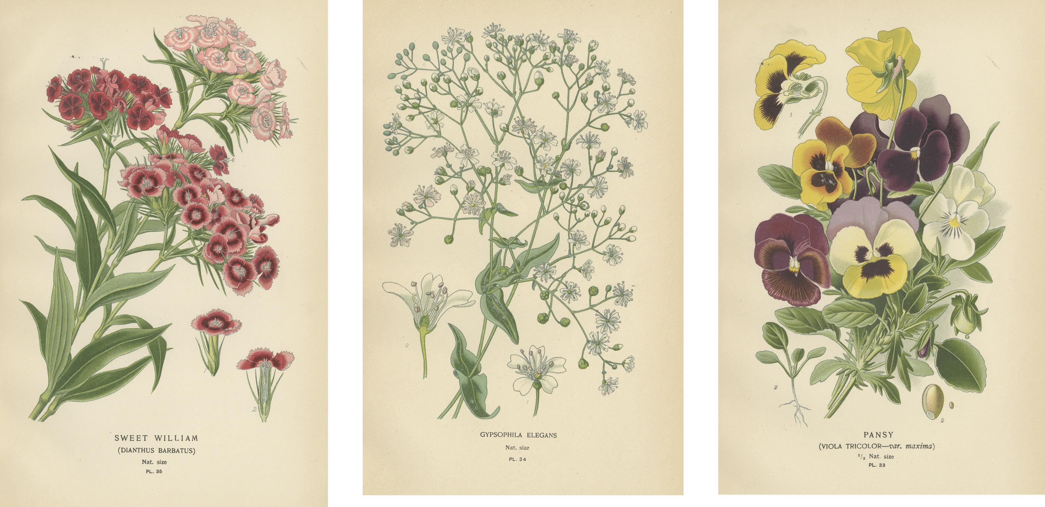 Paper Victorian Vivids: A Floral Collection from Edward Step's Masterworks, 1896  For Sale