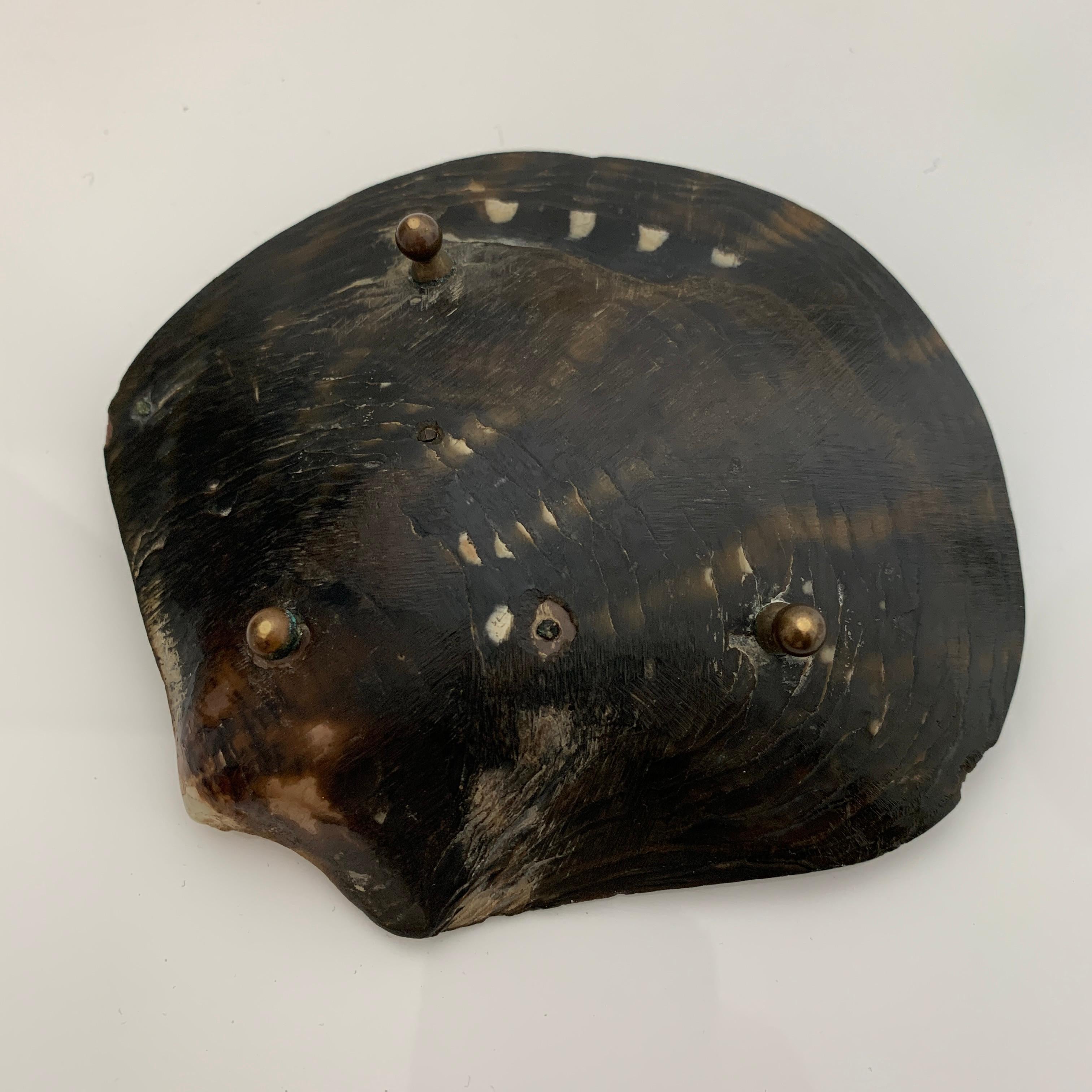 Vide poche en coquillage rehaussé d''une sculpture de lezard en bronze, 19ème siècle  en vente 2