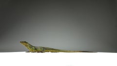 Vienna Bronze, Lizard, Late 19th Century