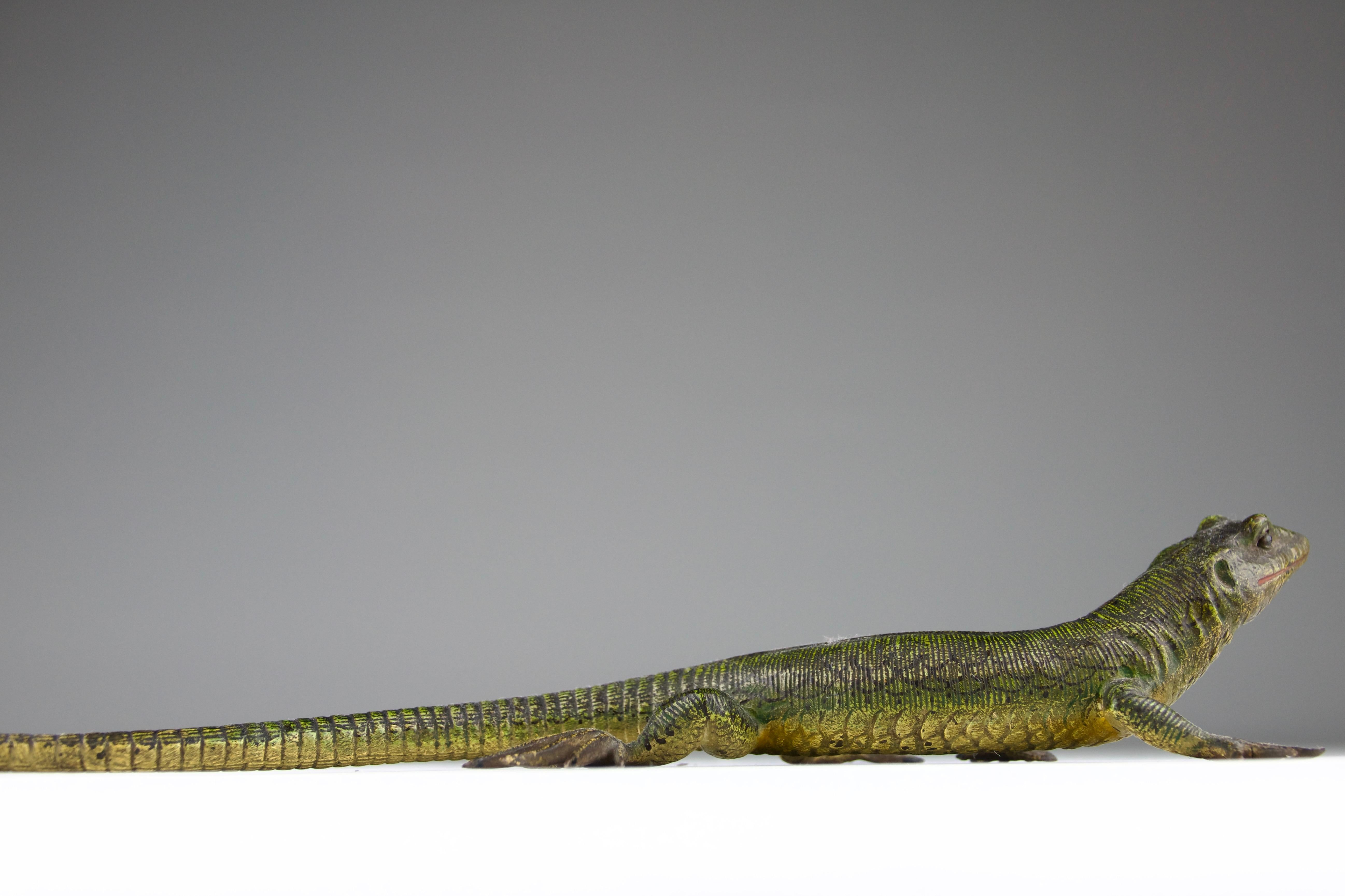 Vienna Bronze, Lizard, Late 19th Century For Sale 3