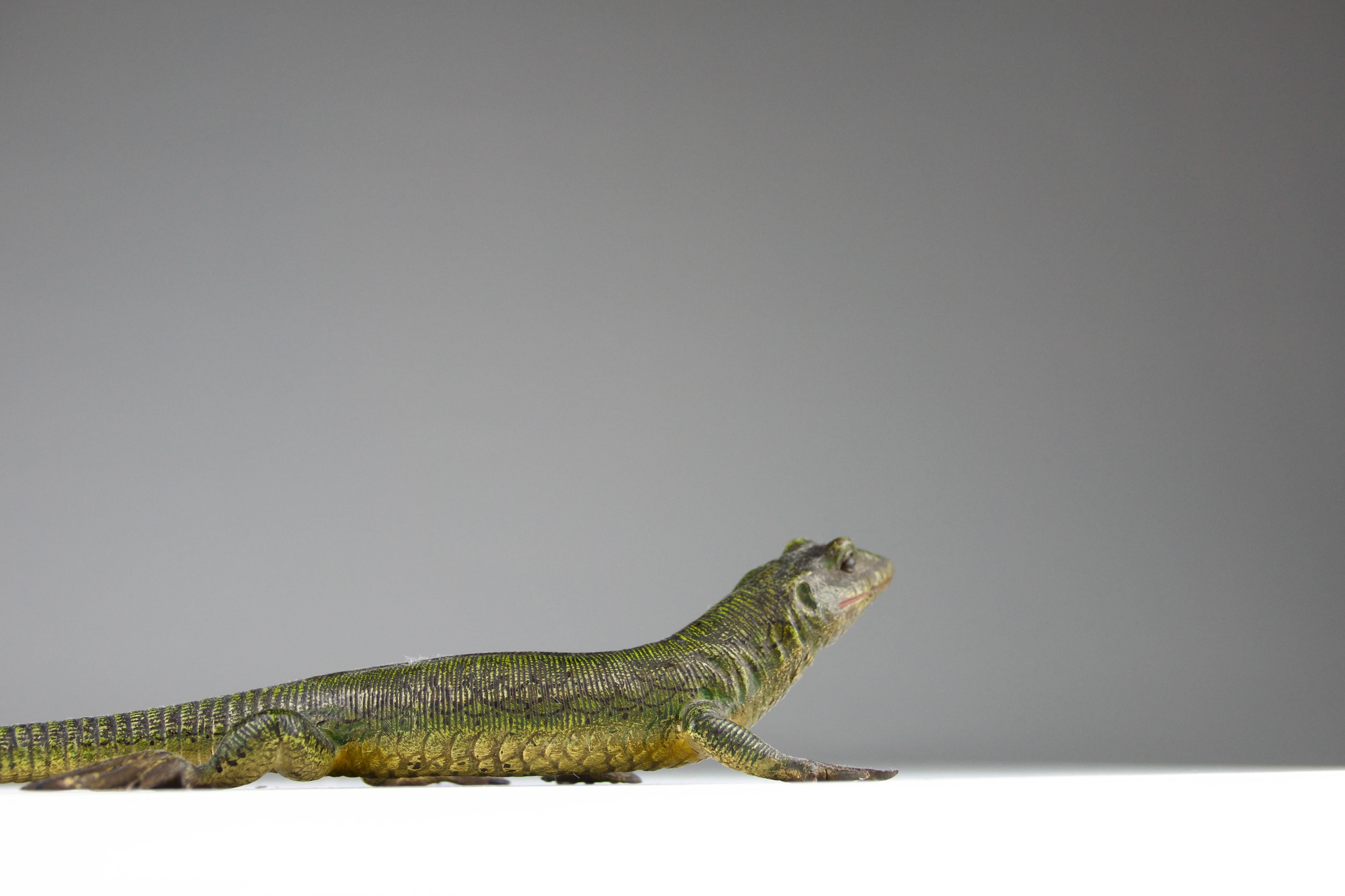 Vienna Bronze, Lizard, Late 19th Century For Sale 4