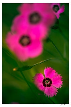 "Floral 5 - Essence" - Nature Photography, 54"x36", Signed Limited Edition of 5