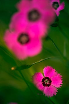 "Floral 5 - Essence" - Nature Photography, 54"x36", Signed Limited Edition of 5