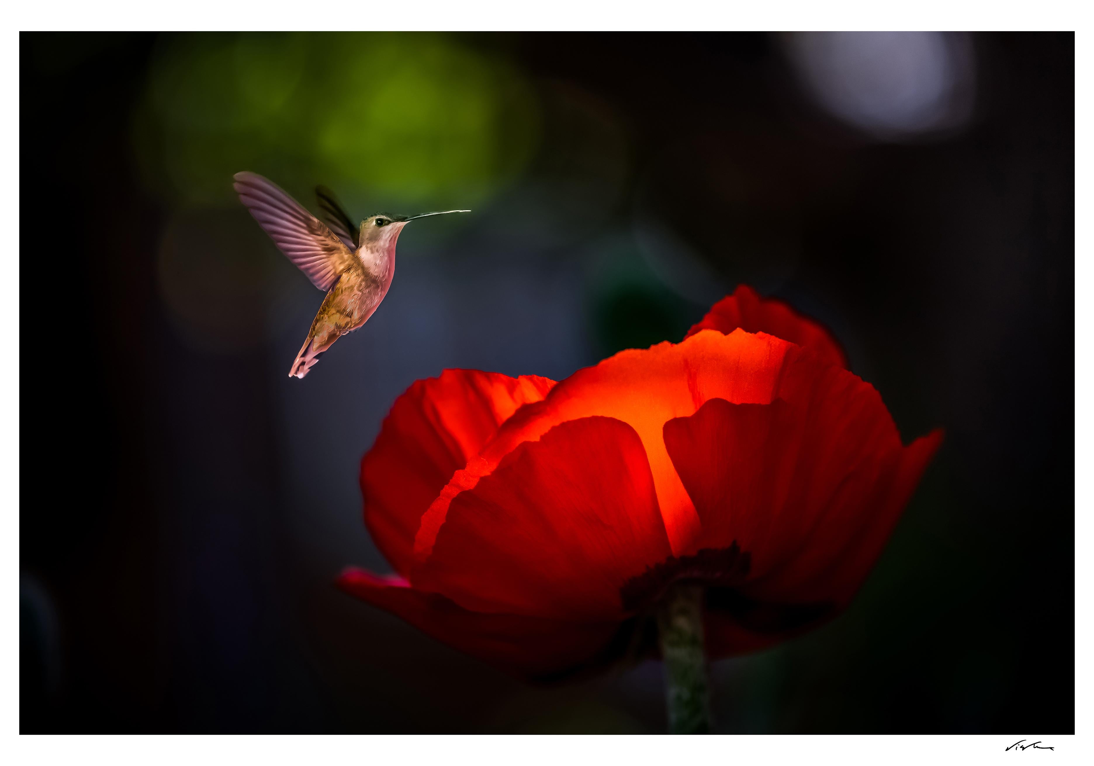 Kiss of the Sun – Naturfotografie, 36 Zoll x52 Zoll, signiert, limitierte Auflage von 5 Stück (Naturalismus), Photograph, von Viet Chu