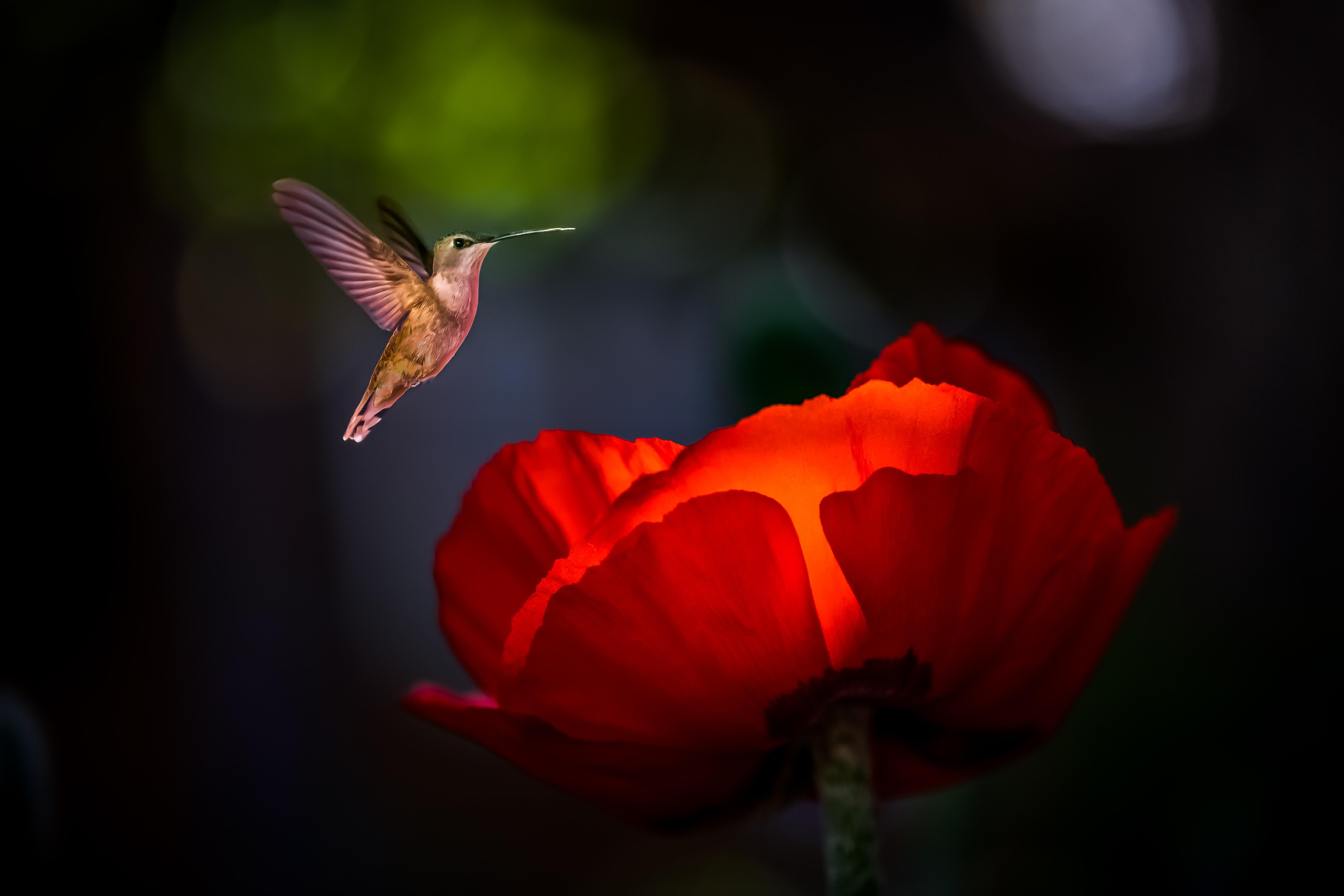 " Preparation meets opportunity!

I was staying in this airbnb in Taos, NM that had a beautiful garden that had just started to bloom. I also noticed hummingbirds that would come into the garden for the flowers and the feeders. So I watched and