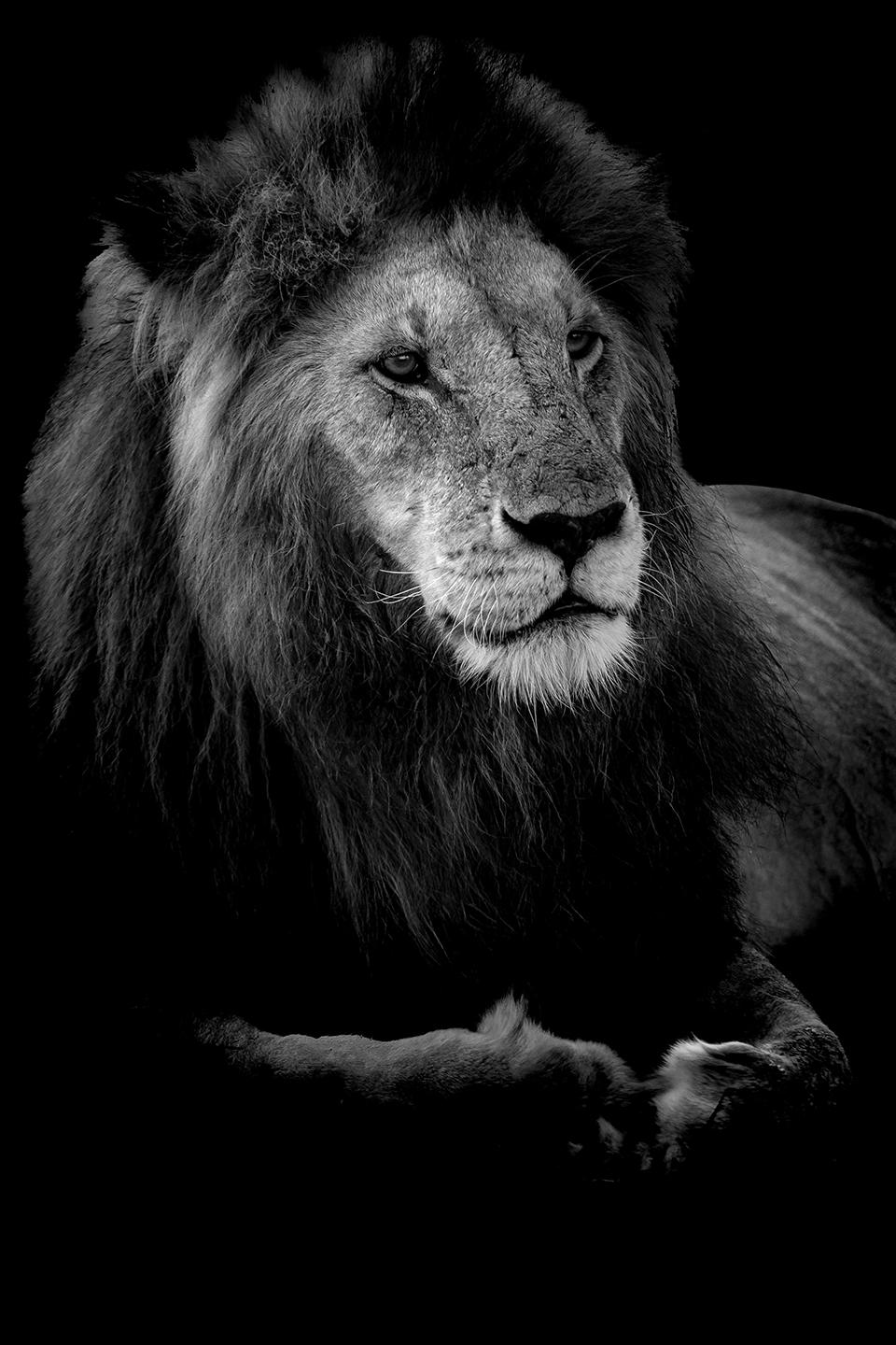 Portrait photograph of the “King of Beasts.”  

New York City based wildlife and street photographer Viet Chu captured this striking shot of a lion on a dark background. His focus is to inspire us with the lion’s strength and grace. It was shot in