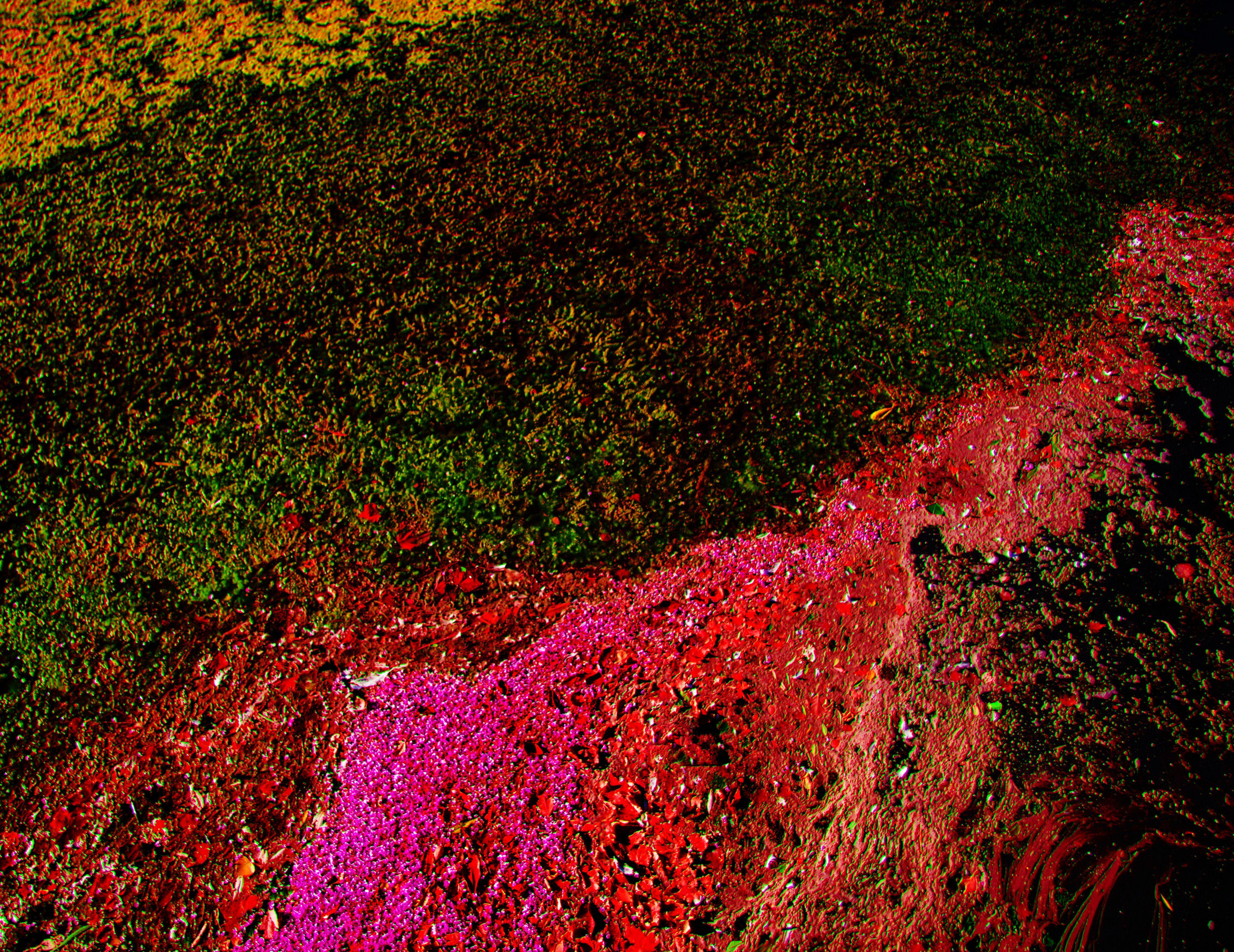 Viet Ha Tran Color Photograph - Ecosystem I, Photograph, C-Type
