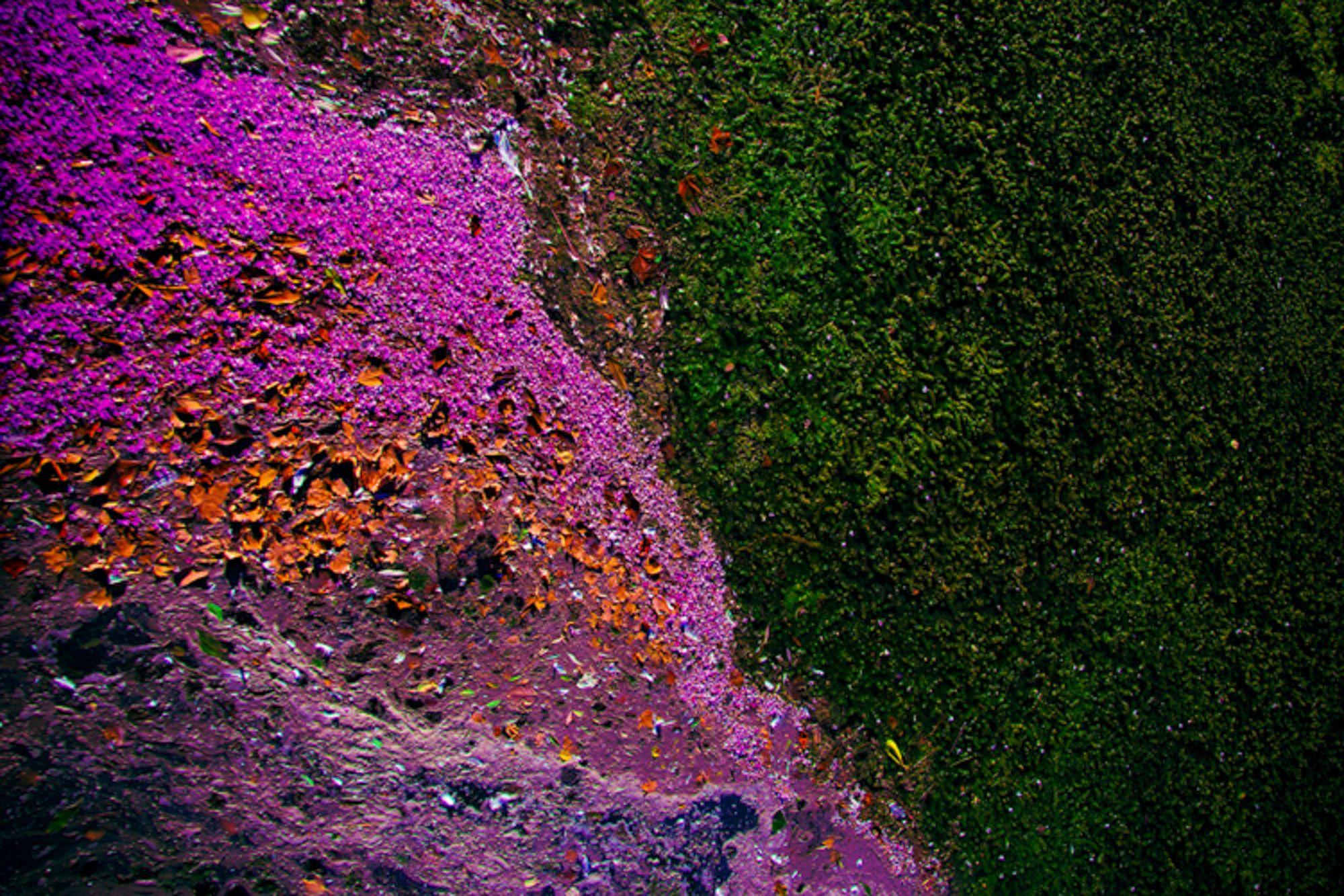 Viet Ha Tran Color Photograph – Ecosystem IV, Fotografie, Typ C-Typ