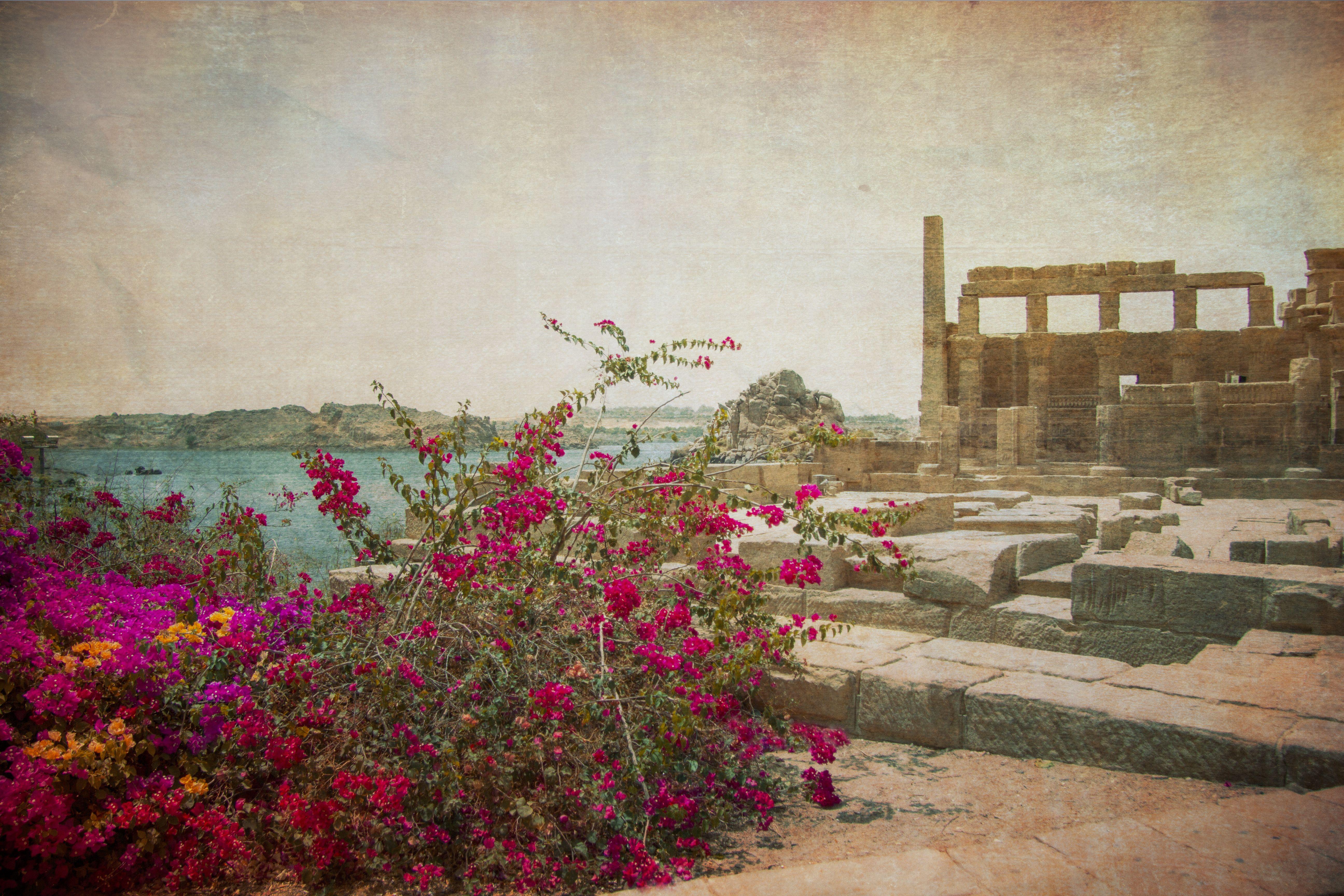 Viet Ha Tran Color Photograph - Flowers in the Egyptian castle, Photograph, C-Type