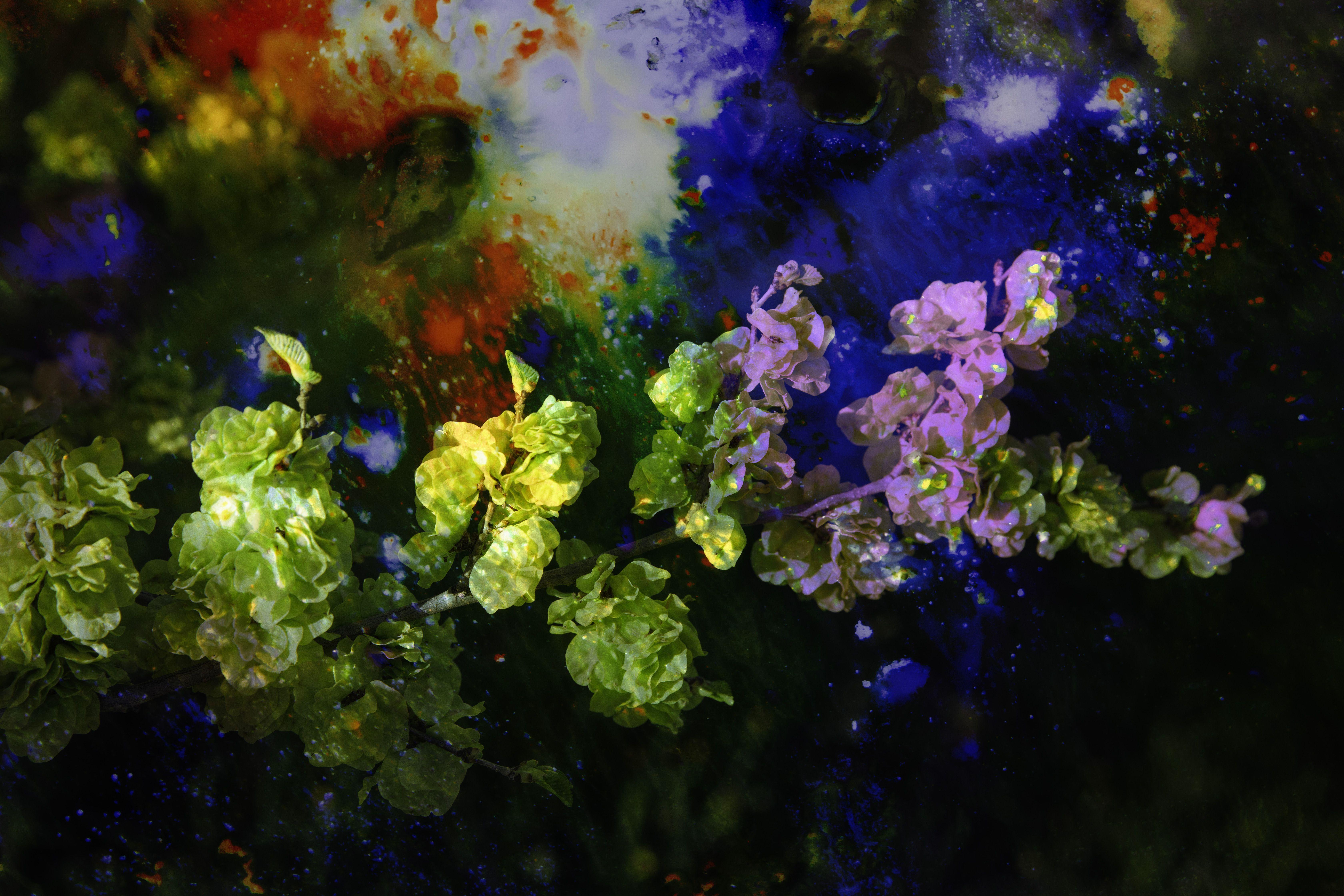 Viet Ha Tran Color Photograph - Flowers of the night, Photograph, C-Type