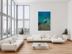 Mermaid in Ibiza XII, Photograph, C-Type