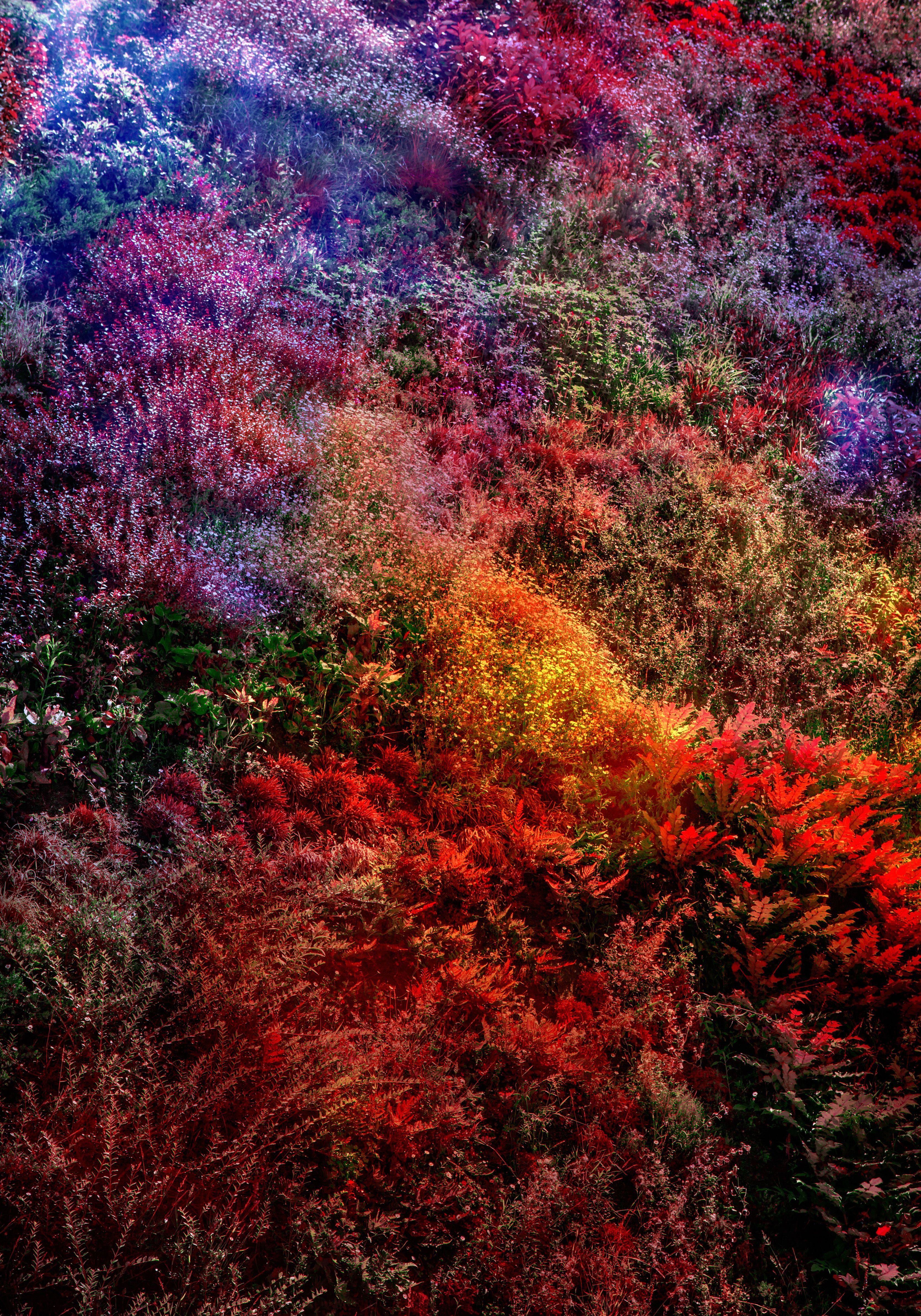 Viet Ha Tran Color Photograph – (Museumsausgabe) Wall of Nature XIII, Fotografie, C-Type