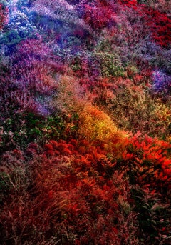(Museumsausgabe) Wall of Nature XIII, Fotografie, C-Type