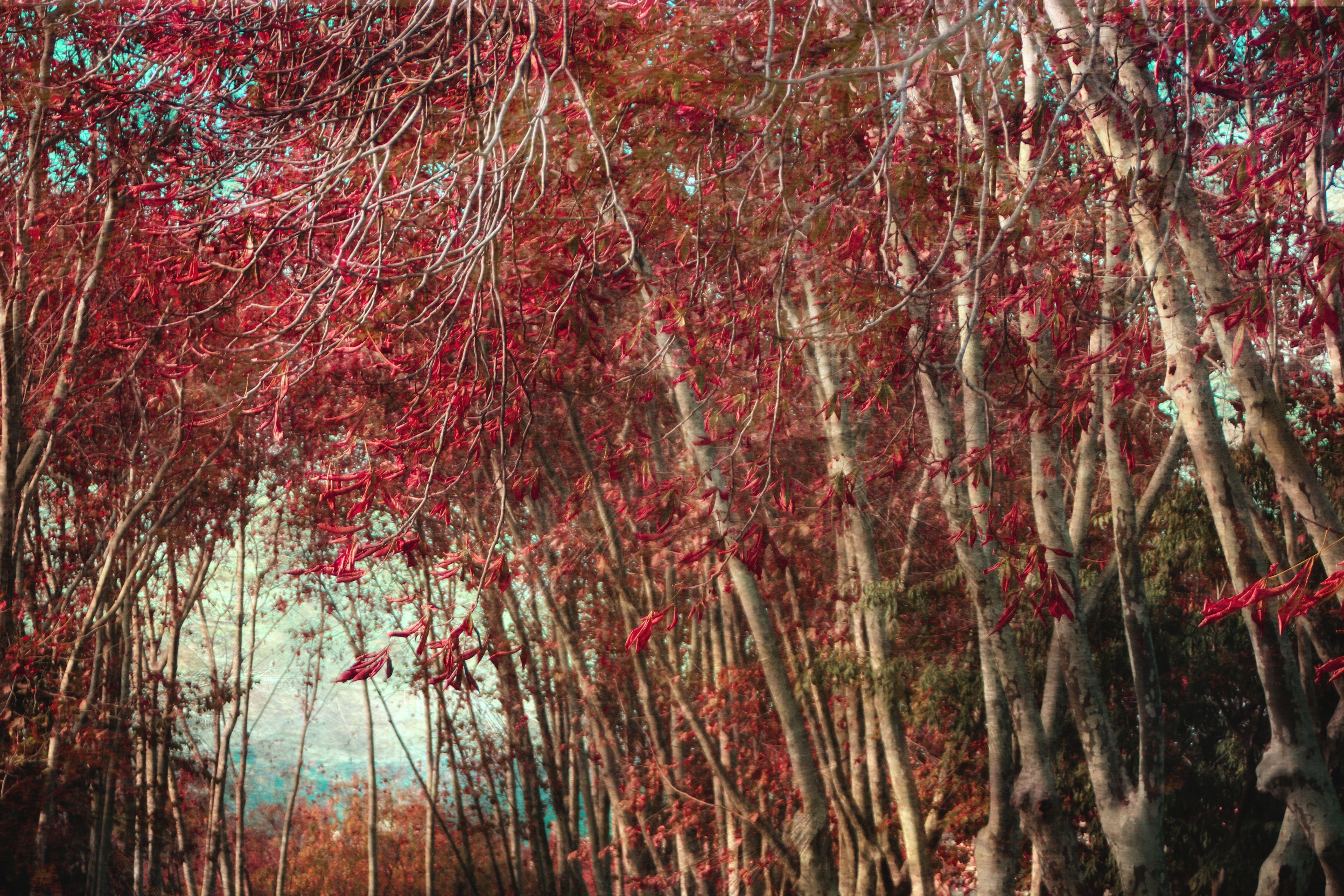 Viet Ha Tran Color Photograph – Poetische Istanbul, Fotografie, C-Typ