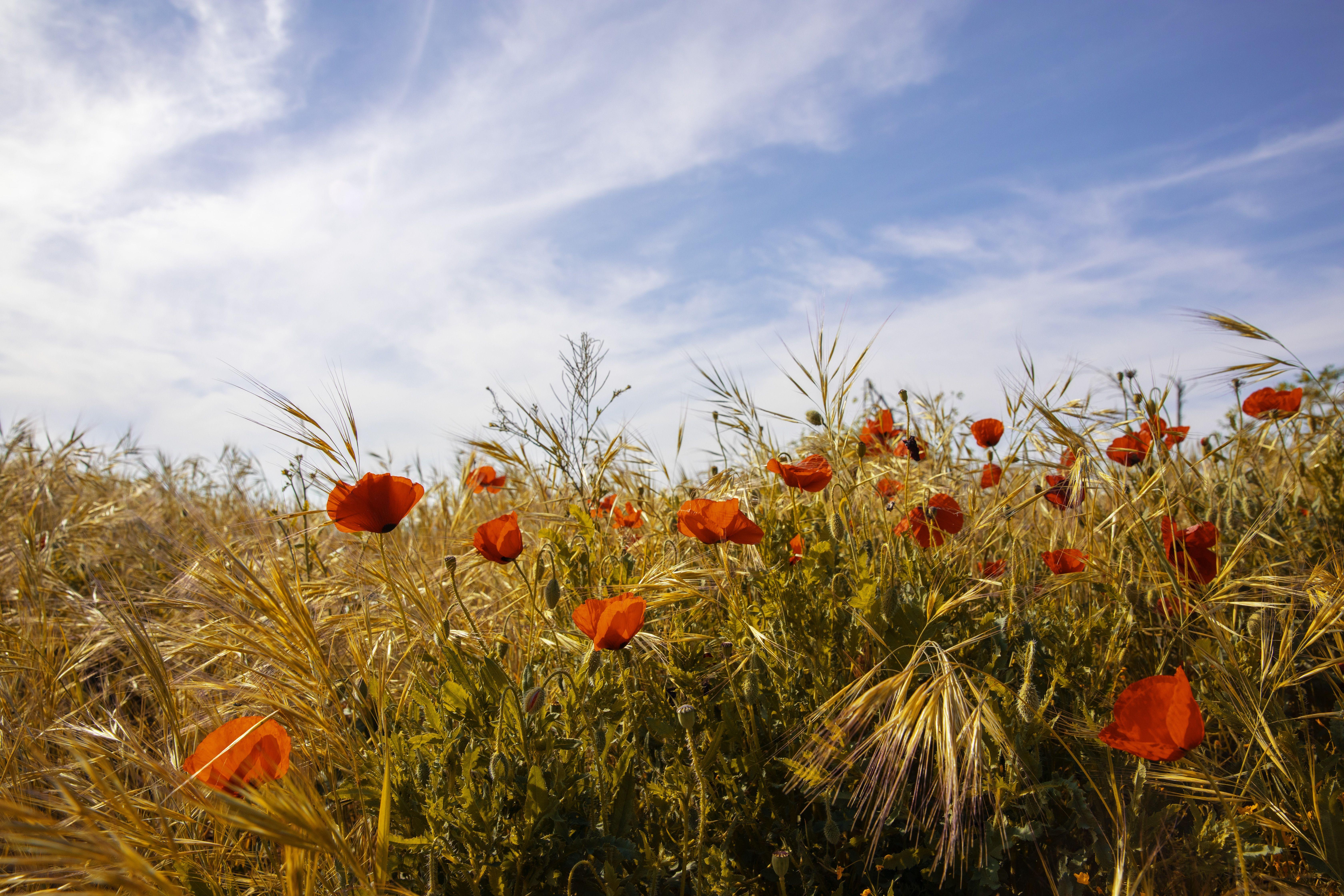 Color Photograph Viet Ha Tran - Field de coquelicot, photographie, type C