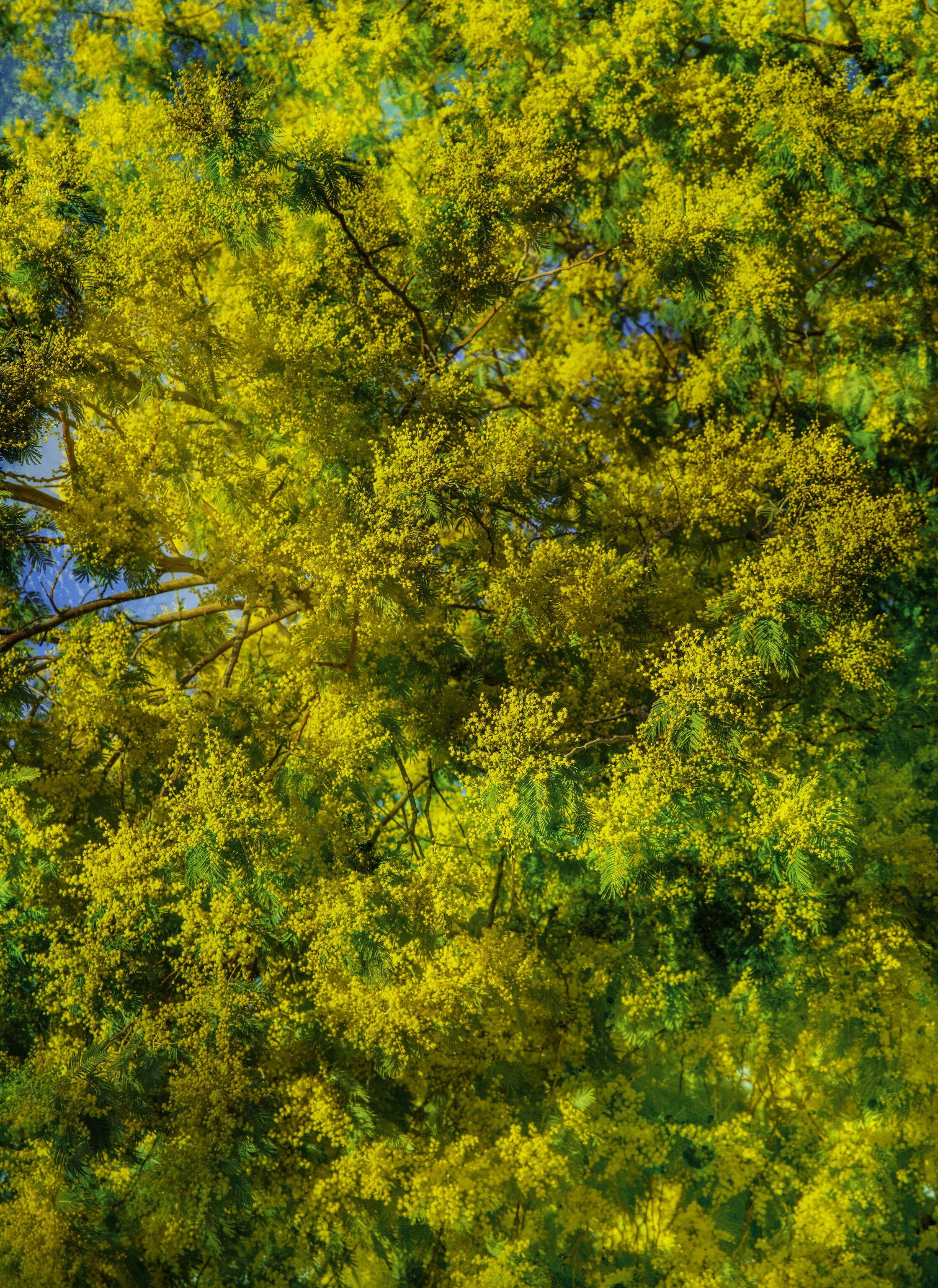 Viet Ha Tran Color Photograph – Porträt des Frühlings, Fotografie, C-Typ