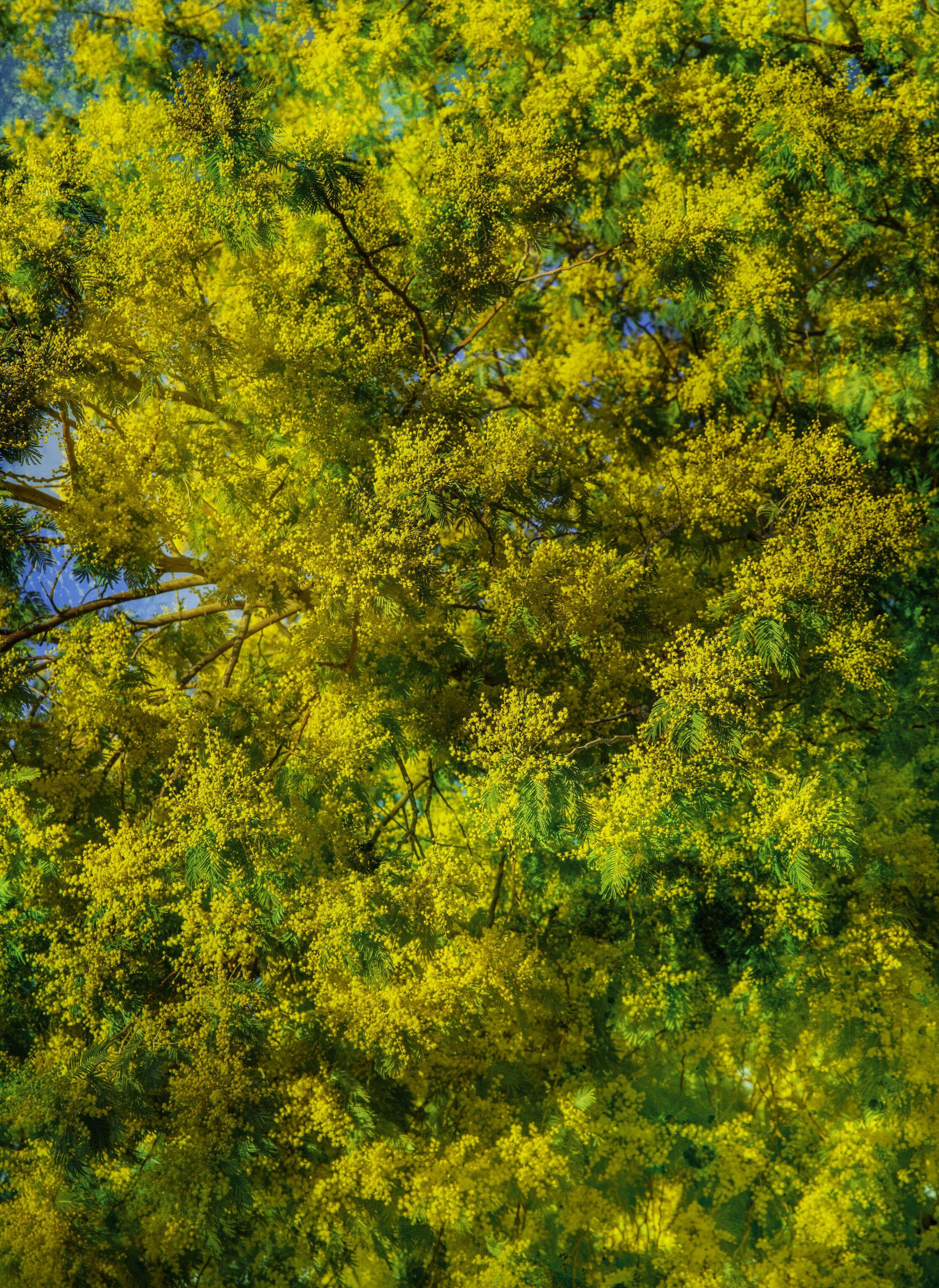 Viet Ha Tran Color Photograph - Portrait of spring, Photograph, C-Type