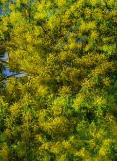 Porträt des Frühlings, Fotografie, C-Typ