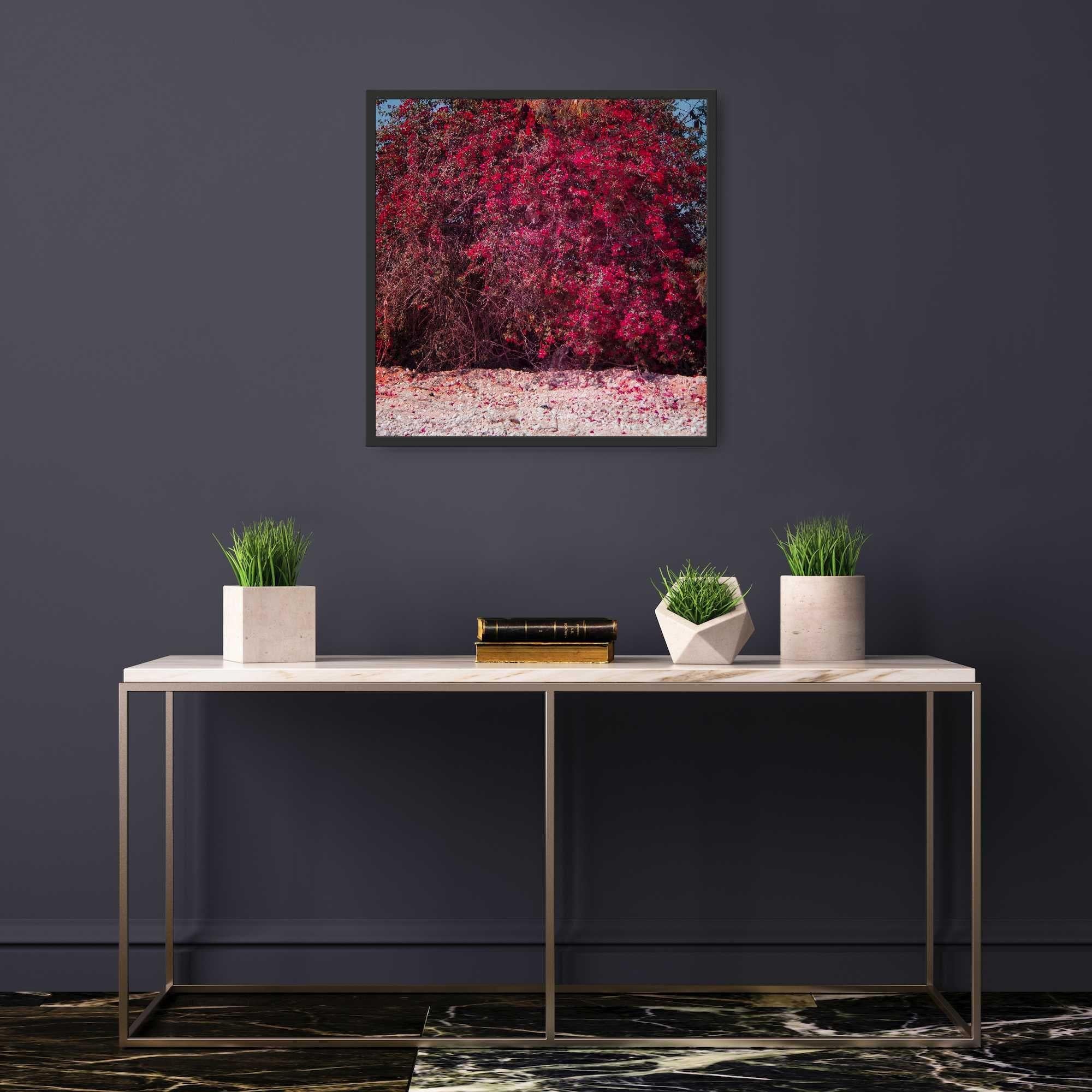 Rote Blumen in Ägypten, Fotografie, C-Typ – Photograph von Viet Ha Tran