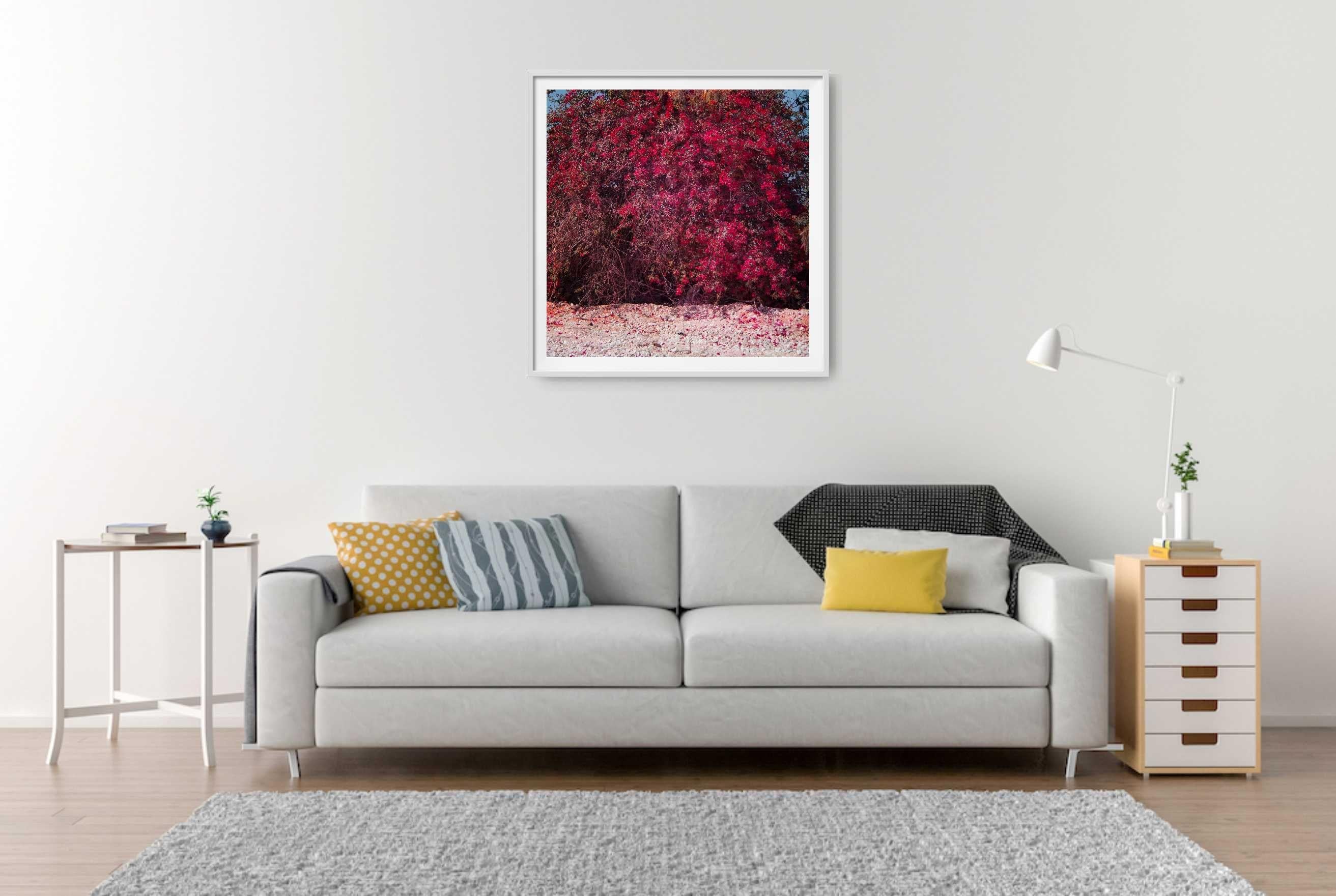 Rote Blumen in Ägypten, Fotografie, C-Typ (Sonstige Kunststile), Photograph, von Viet Ha Tran