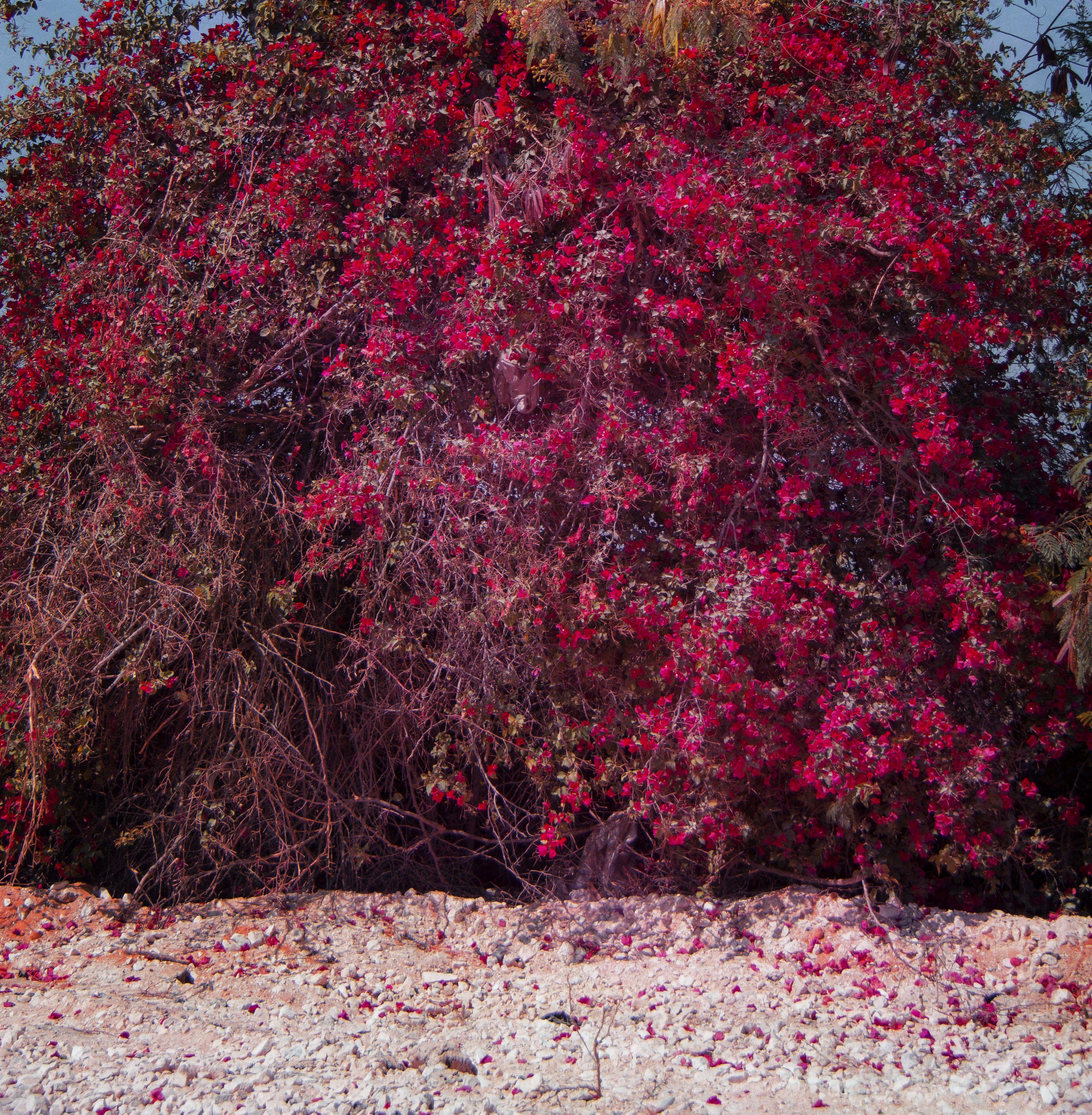 Viet Ha Tran Color Photograph - Red flowers in Egypt, Photograph, C-Type