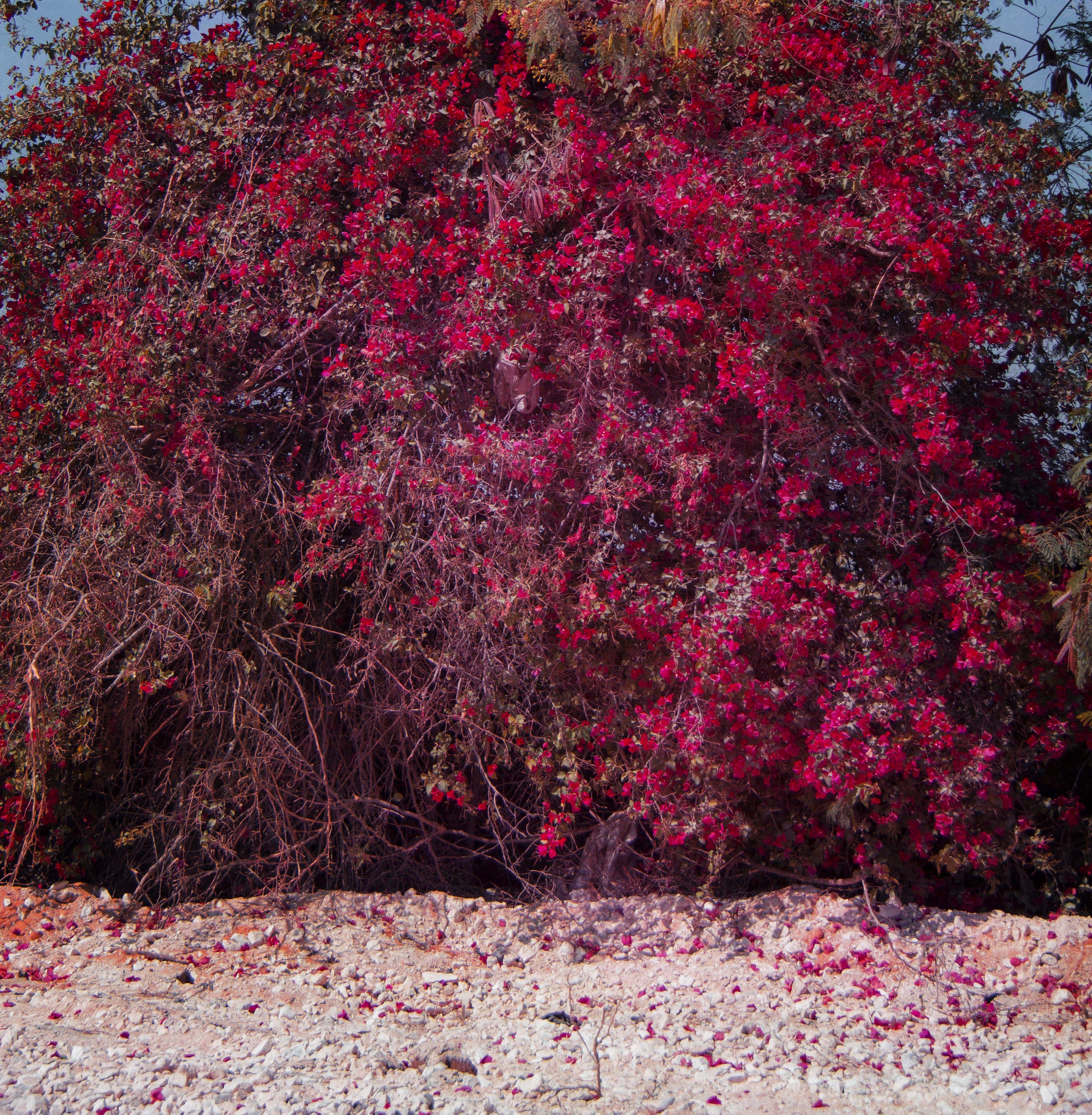 Viet Ha Tran Color Photograph – Rote Blumen in Ägypten, Fotografie, C-Typ