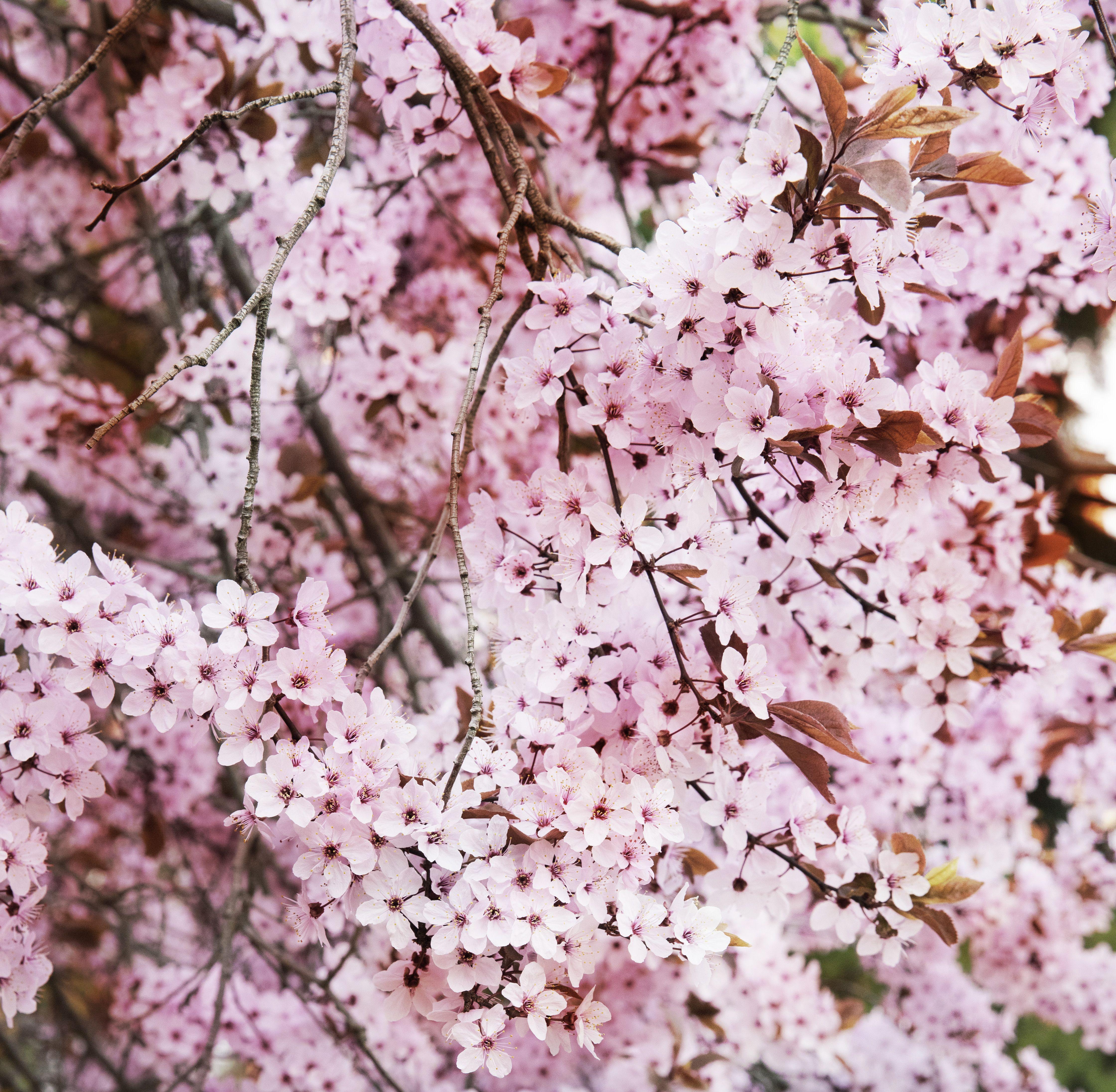 Viet Ha Tran Color Photograph – Romantische Sakura II, Fotografie, C-Typ