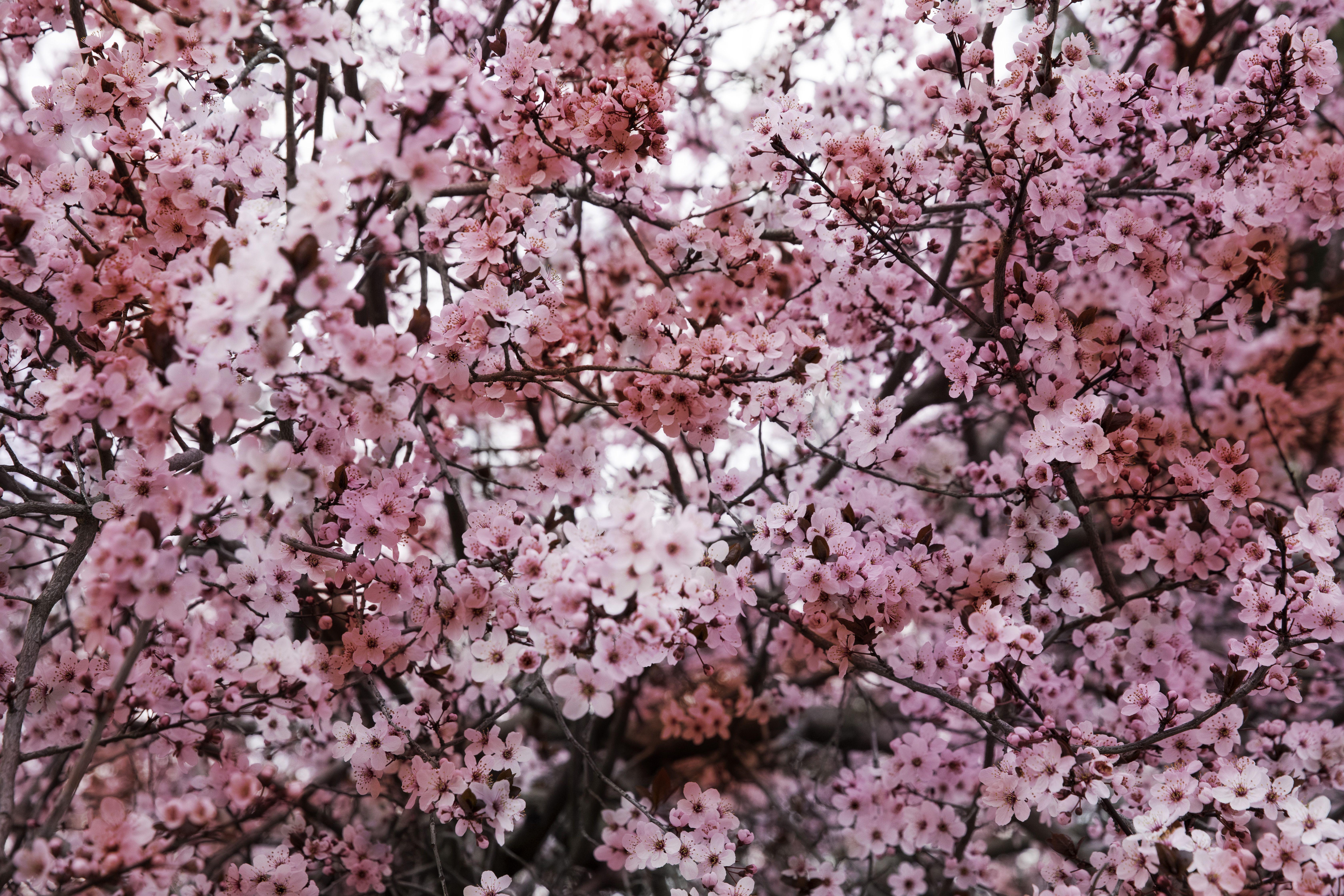 Viet Ha Tran Color Photograph - Romantic sakura, Photograph, C-Type
