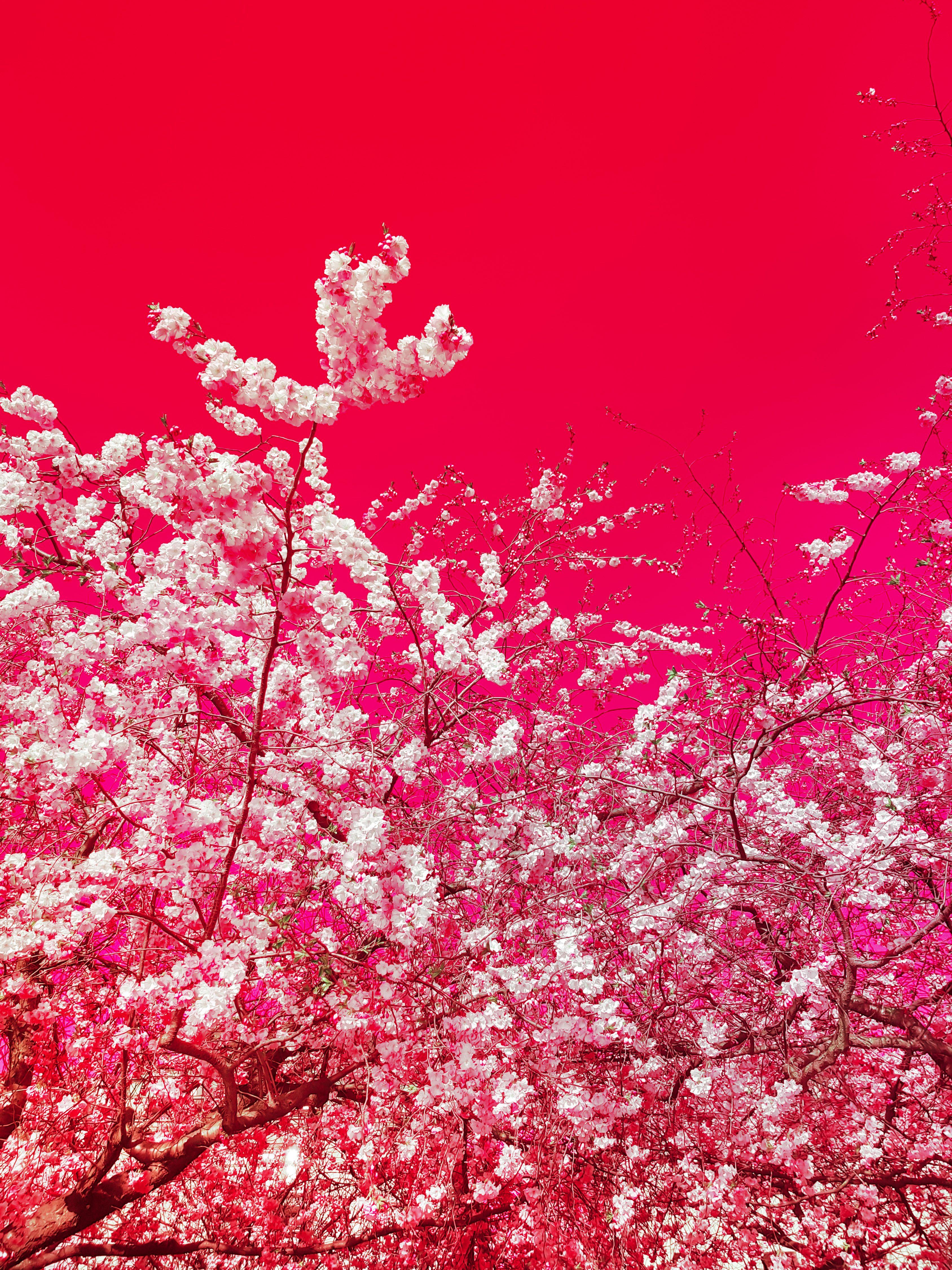 Viet Ha Tran Color Photograph - The colors of spring X, Photograph, C-Type