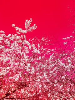 Die Farben des Frühlings X, Fotografie, C- Typ