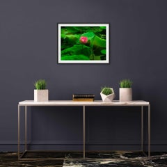 The lotus flower, Photograph, C-Type