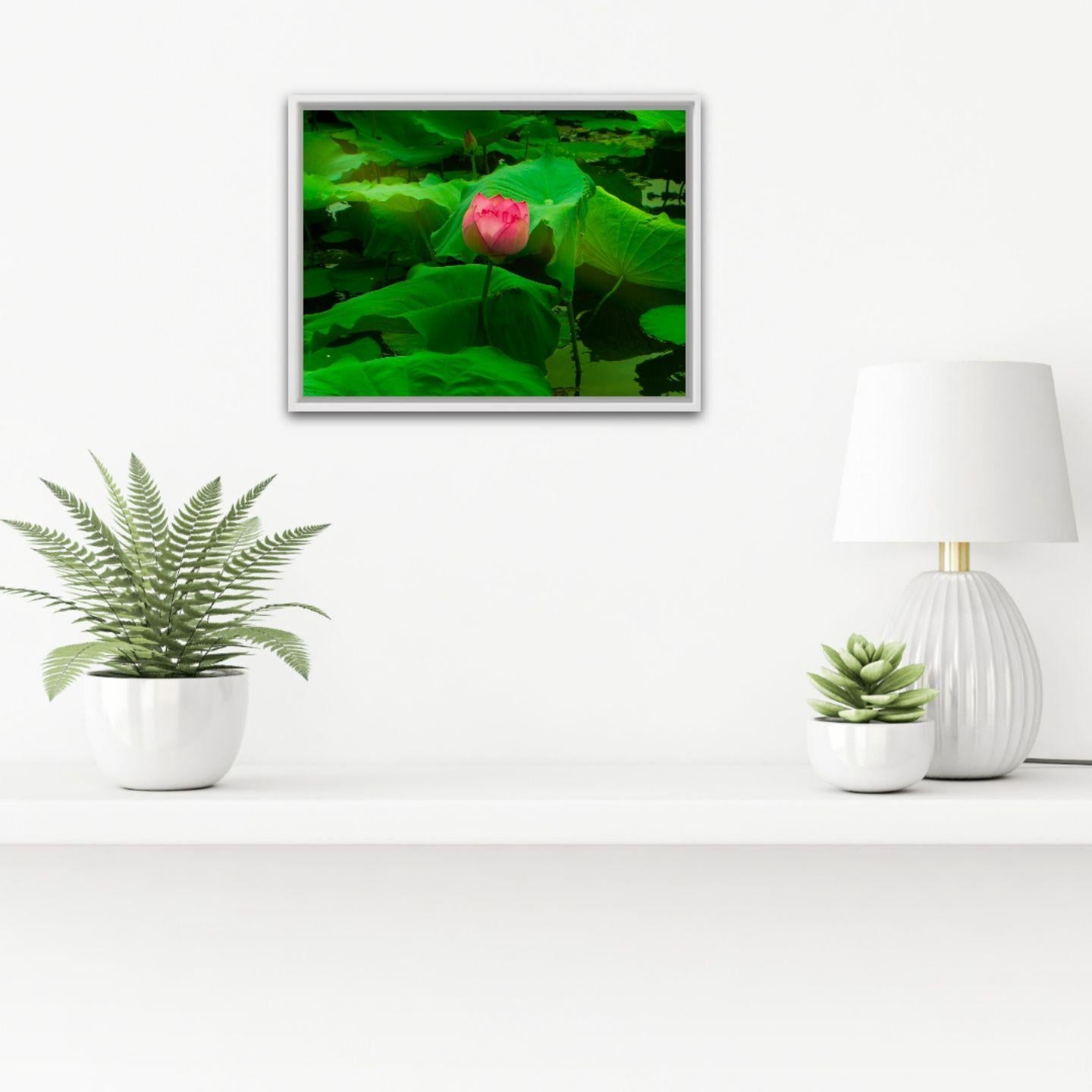 The lotus flower, Photograph, C-Type For Sale 2