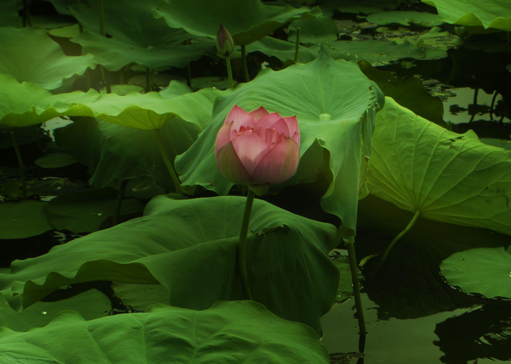 Viet Ha Tran Color Photograph - The lotus flower, Photograph, C-Type