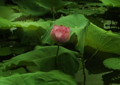 Die Lotusblume, Fotografie, C-Typ