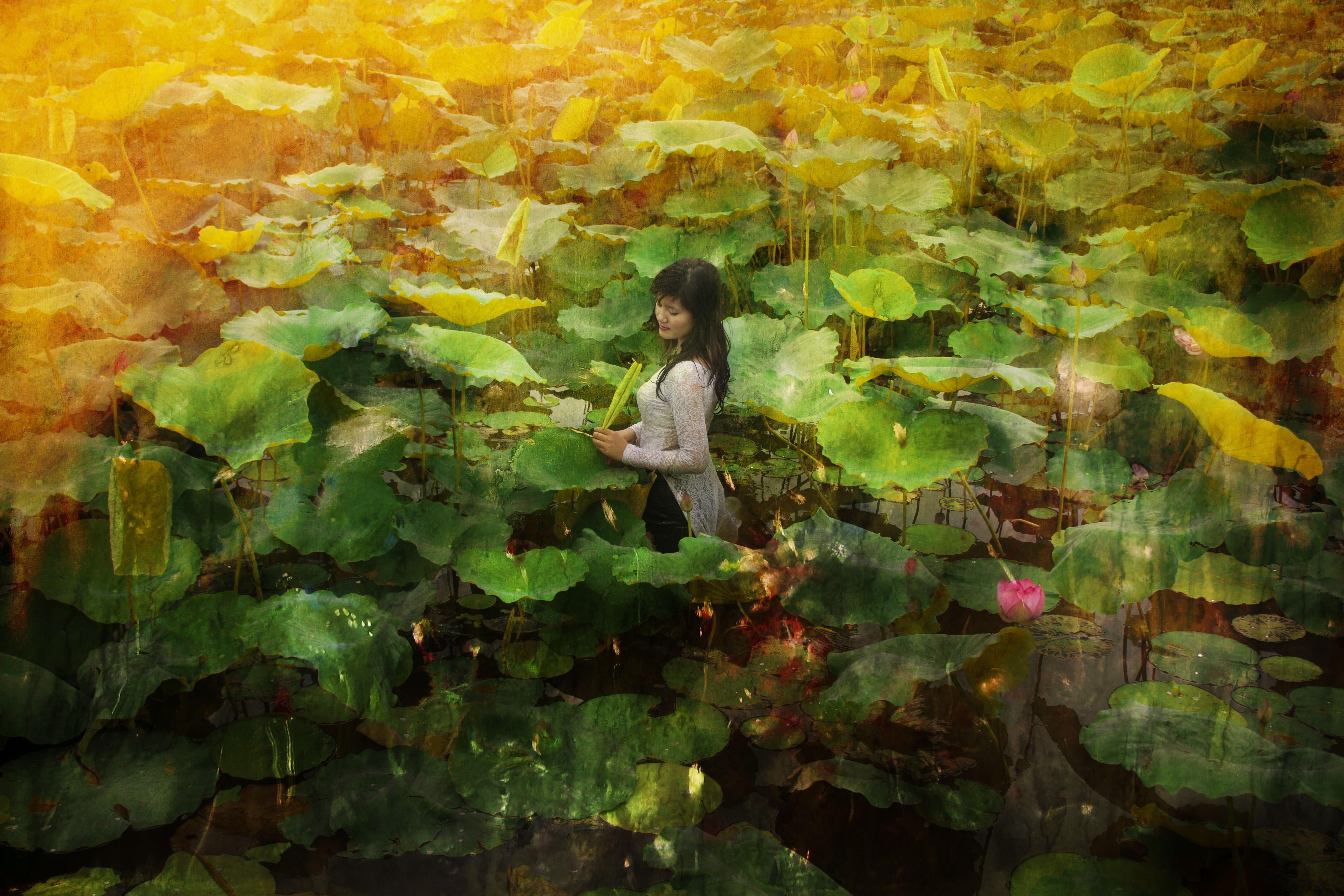 Viet Ha Tran Color Photograph - The lotus song, Photograph, C-Type