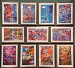 Wall of Nature framed series, Photograph, C-Type