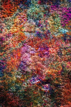 Wall of Nature LII, Photograph, C-Type