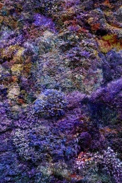 Wall of Nature LVII, photographie, encre d'archives