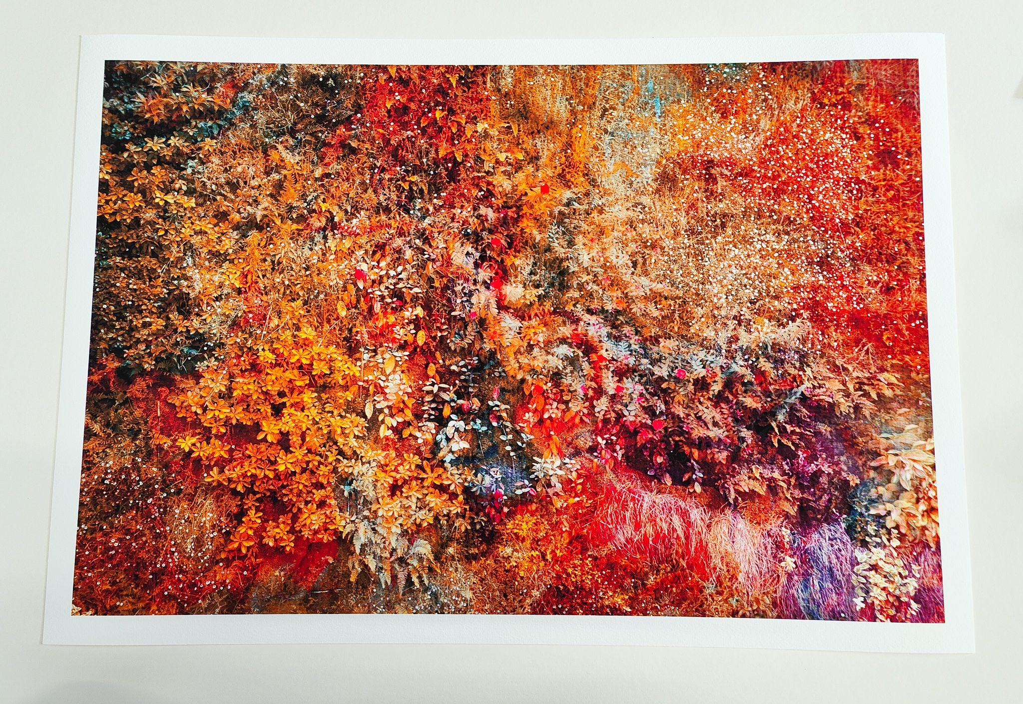 Wall of Nature LXXI, Fotografie, C-Typ (Sonstige Kunststile), Photograph, von Viet Ha Tran