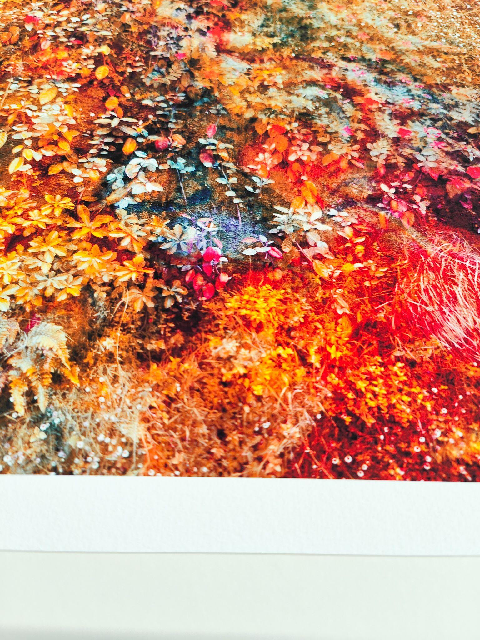 Wall of Nature LXXI, Fotografie, C-Typ (Braun), Color Photograph, von Viet Ha Tran