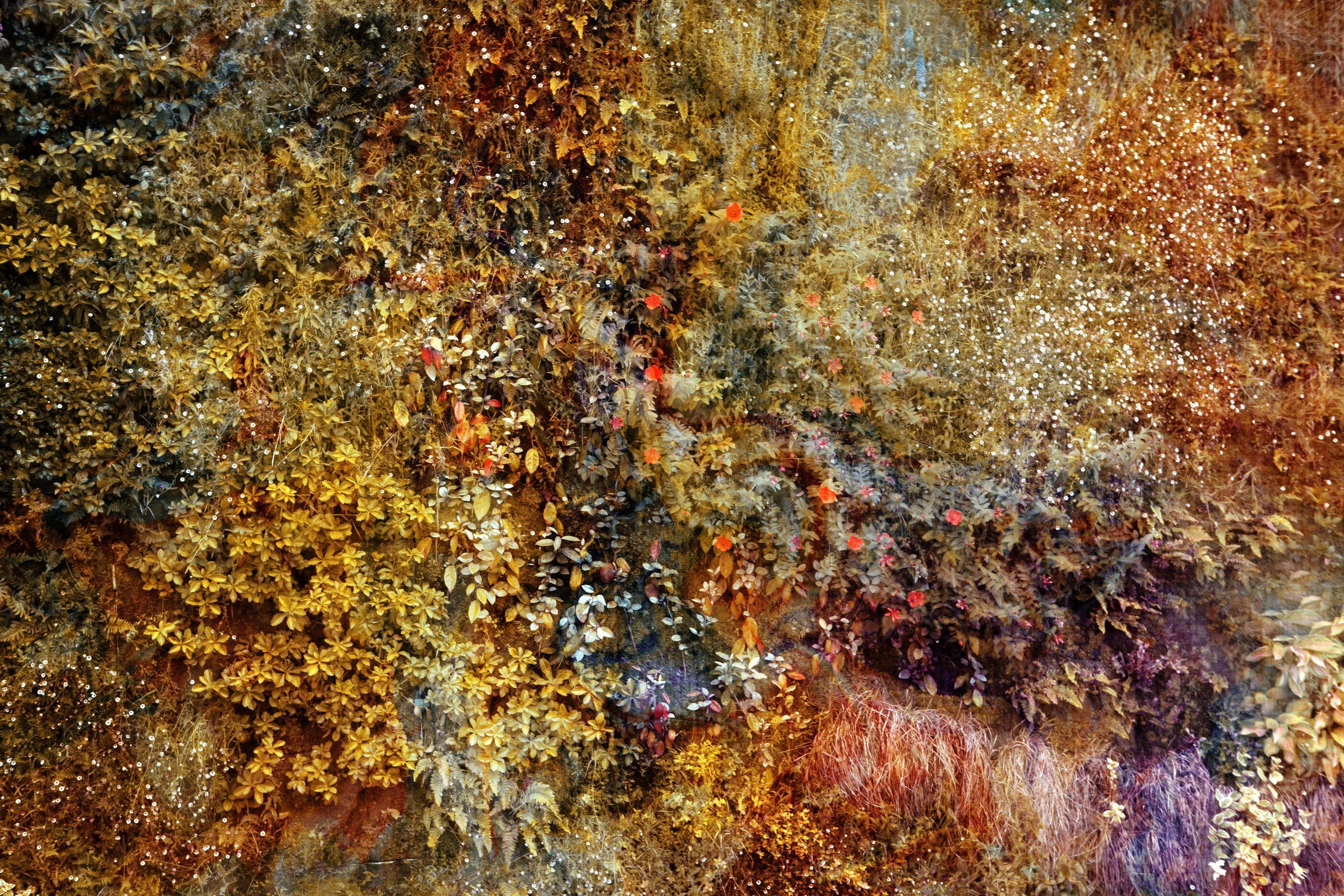 Viet Ha Tran Color Photograph – Wall of Nature LXXI, Fotografie, C-Typ