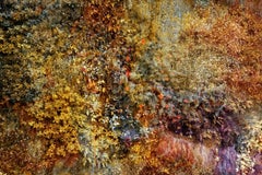 Wall of Nature LXXI, Photograph, C-Type