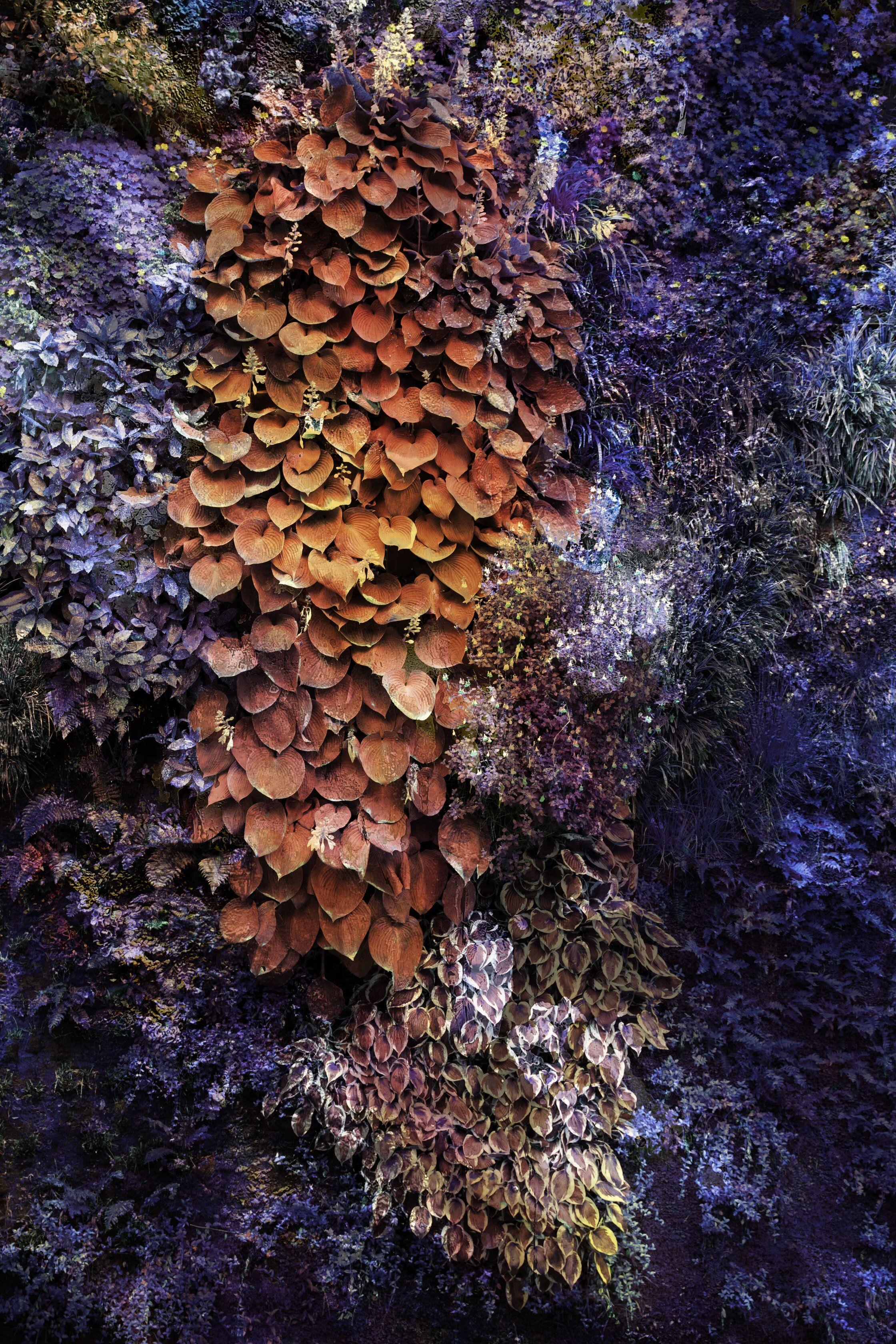 Viet Ha Tran Color Photograph - Wall of Nature XXXIV, Photograph, Archival Ink Jet