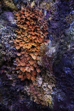 Wall of Nature XXXIV, Photographie, encre d'archives