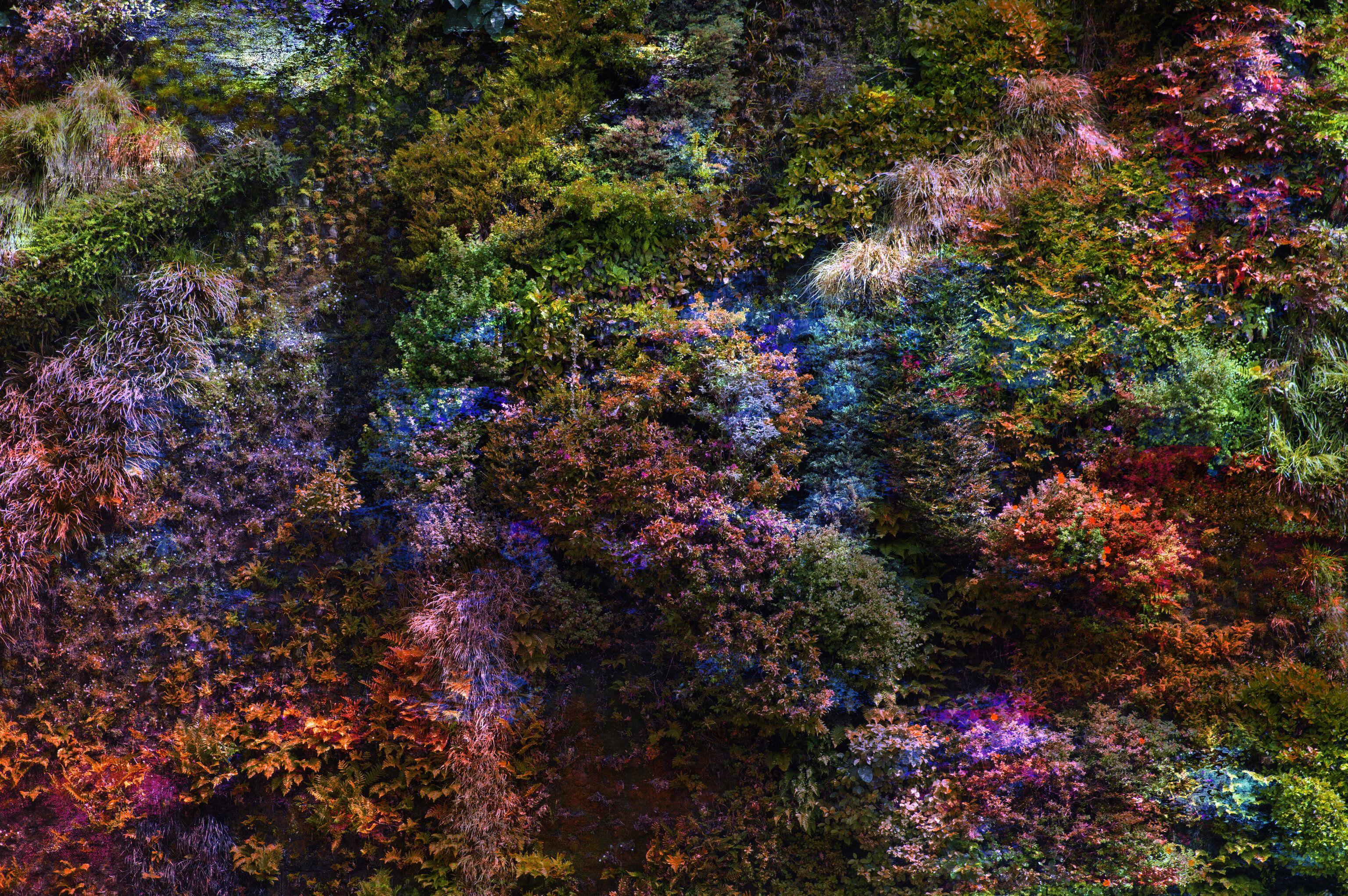 Viet Ha Tran Color Photograph - Wall of Nature XXXVI (XXL Edition), Photograph, C-Type