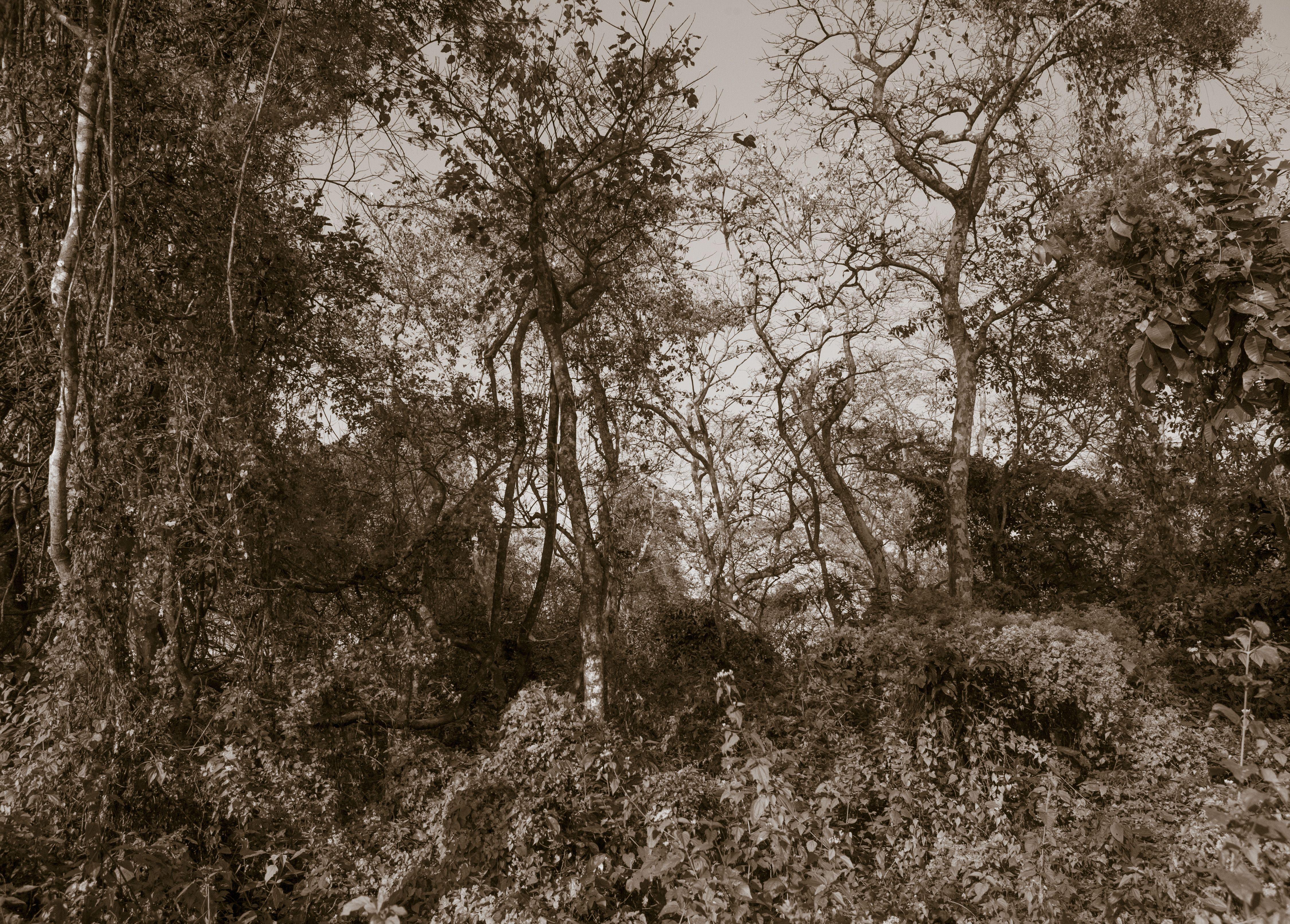 « The Soul of Trees II » (L'âme des arbres), numérique sur papier - Print de Viet Ha Tran