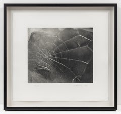 Ragnatela, serigrafie contemporanee di Vija Celmins