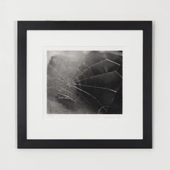 Spider Web