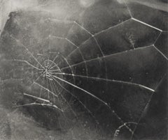 Spider Web, Vija Celmins Contemporary Screen Prints