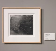 SPIDER WEB, Vija Celmins (serigrafia di una ragnatela)